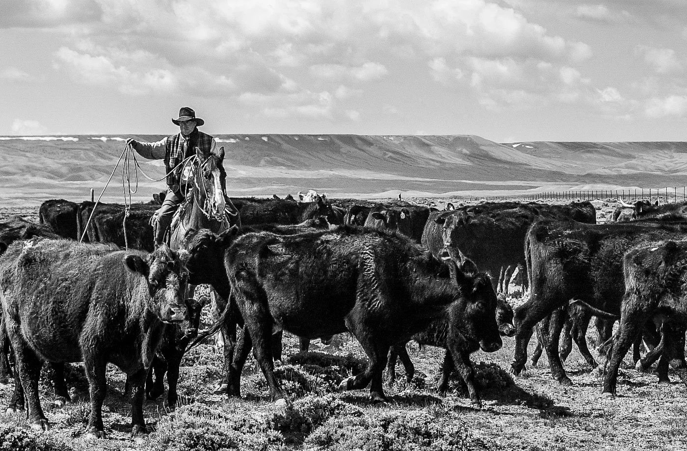 Cowboy working and looking for sick yearlings (cattle) at the Overland Trail Cattle Company, Saratoga, Wyoming. Photography created for America 24-7 Photography, May 12 - 18, 2003.