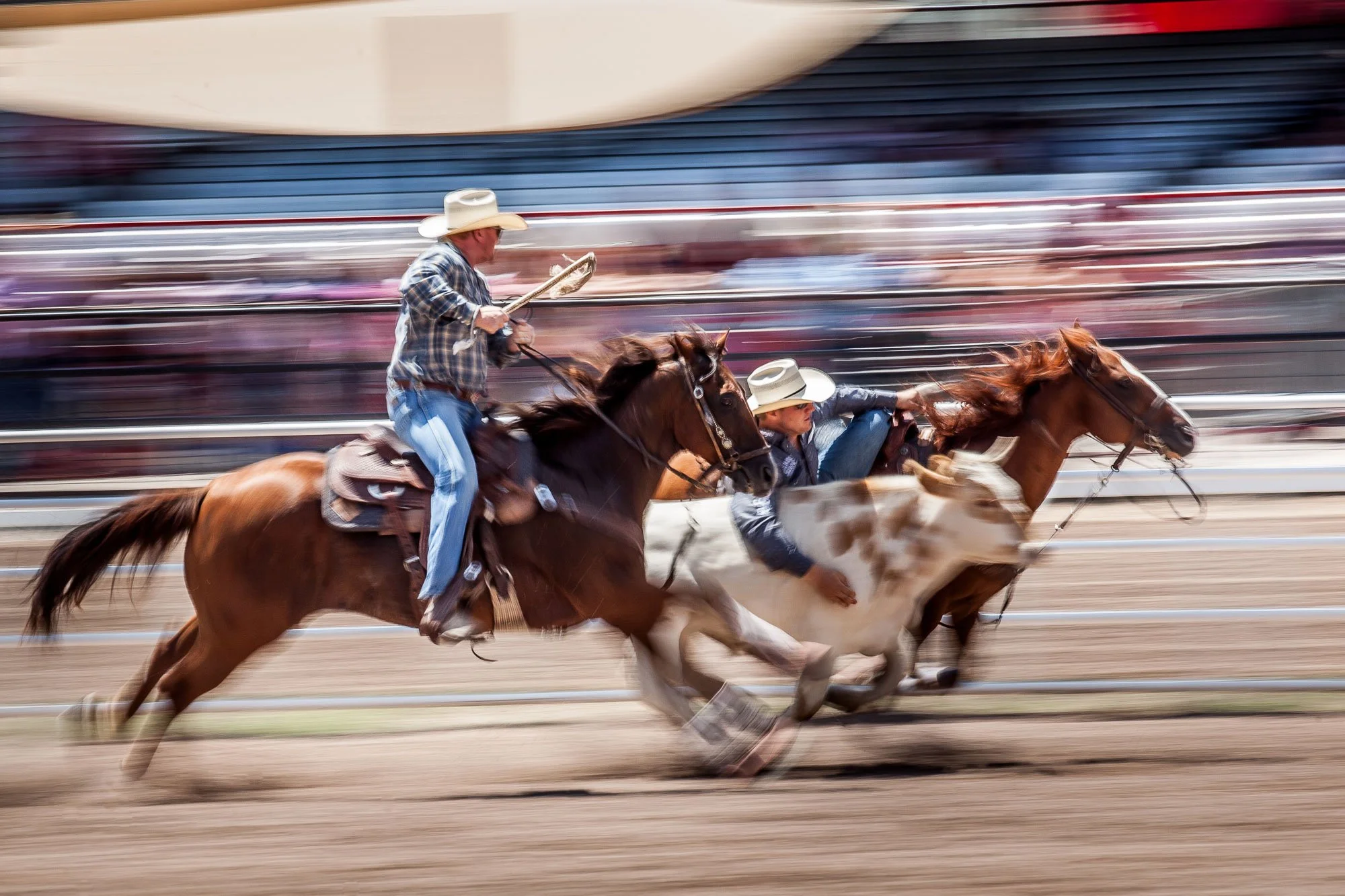 Steer wrestler, panned at Cheyenne Frontier Days in Cheyenne, Wyoming.