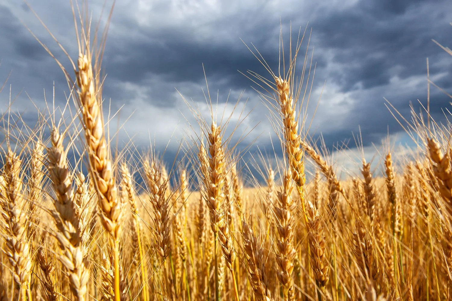 The wheat crop is ready to harvest in southeastern Wyoming.