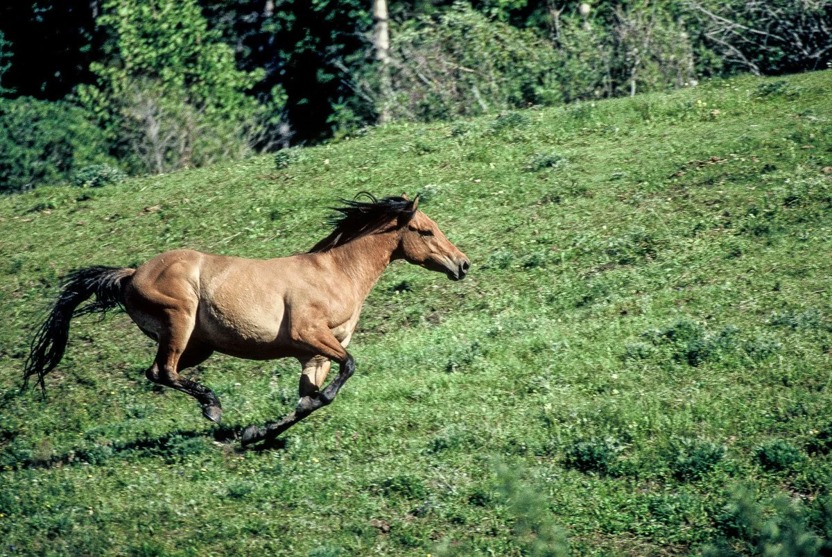 Running horse at Paradise Guest Ranch near Buffalo, Wyoming. Image created for Wyoming Tourism.