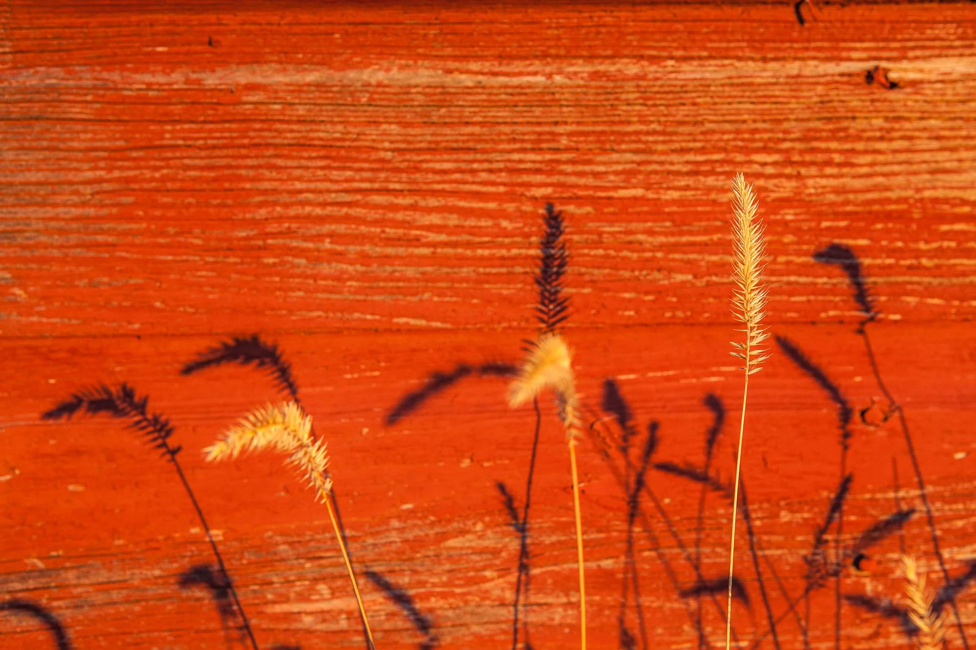 Fall grass with shadows on a red barn during sunset in southeastern Wyoming.