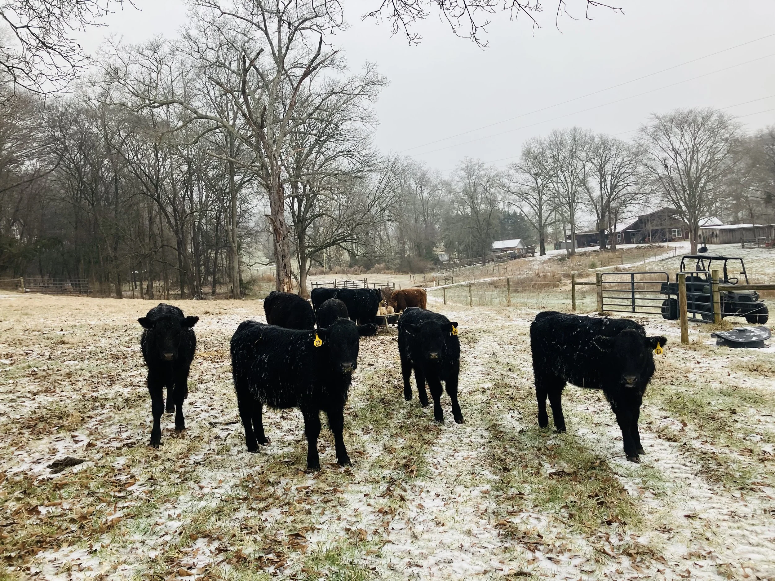 A group of black cattle standing on a snow-dusted farm field, with trees and farm buildings in the background.