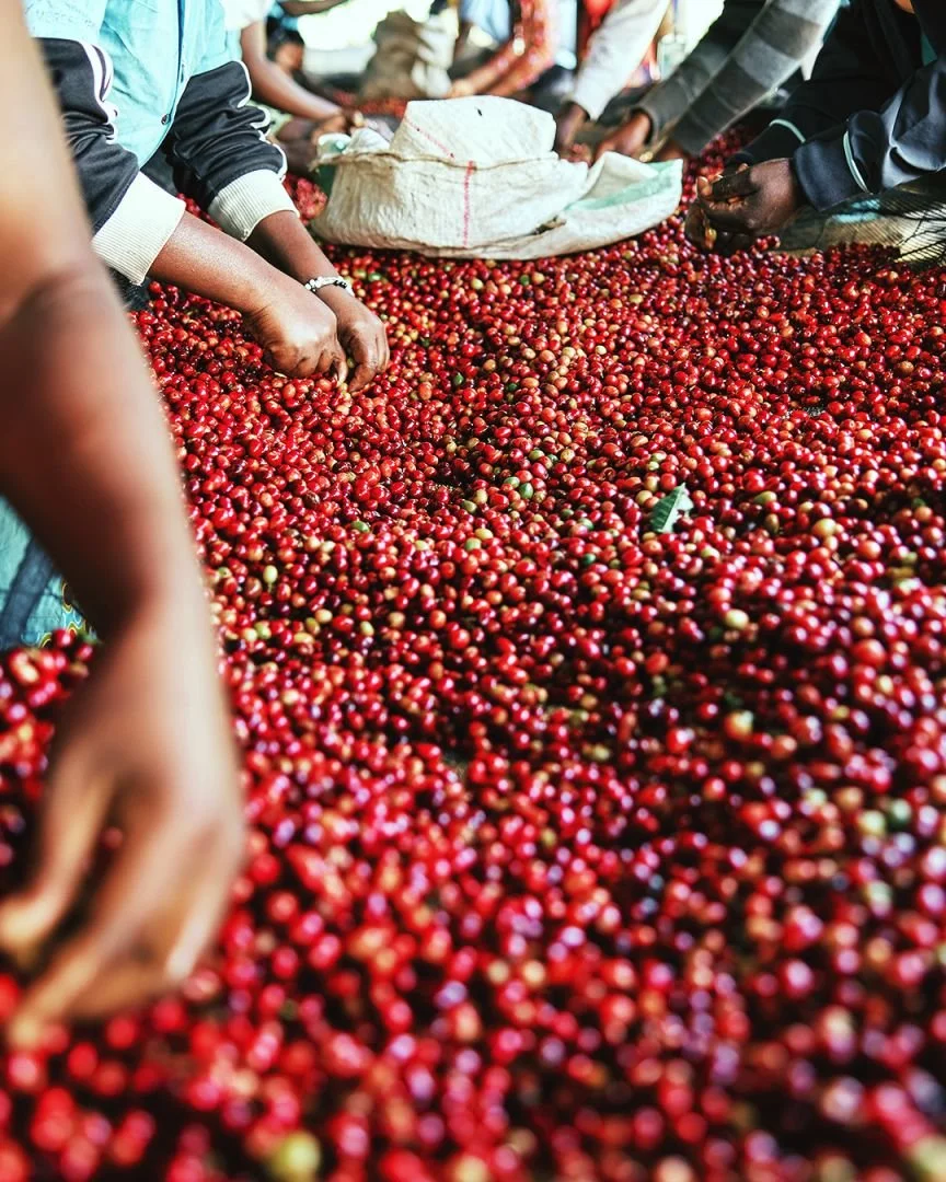 People sorting bright red coffee cherries on a large table at a marketplace or farm.