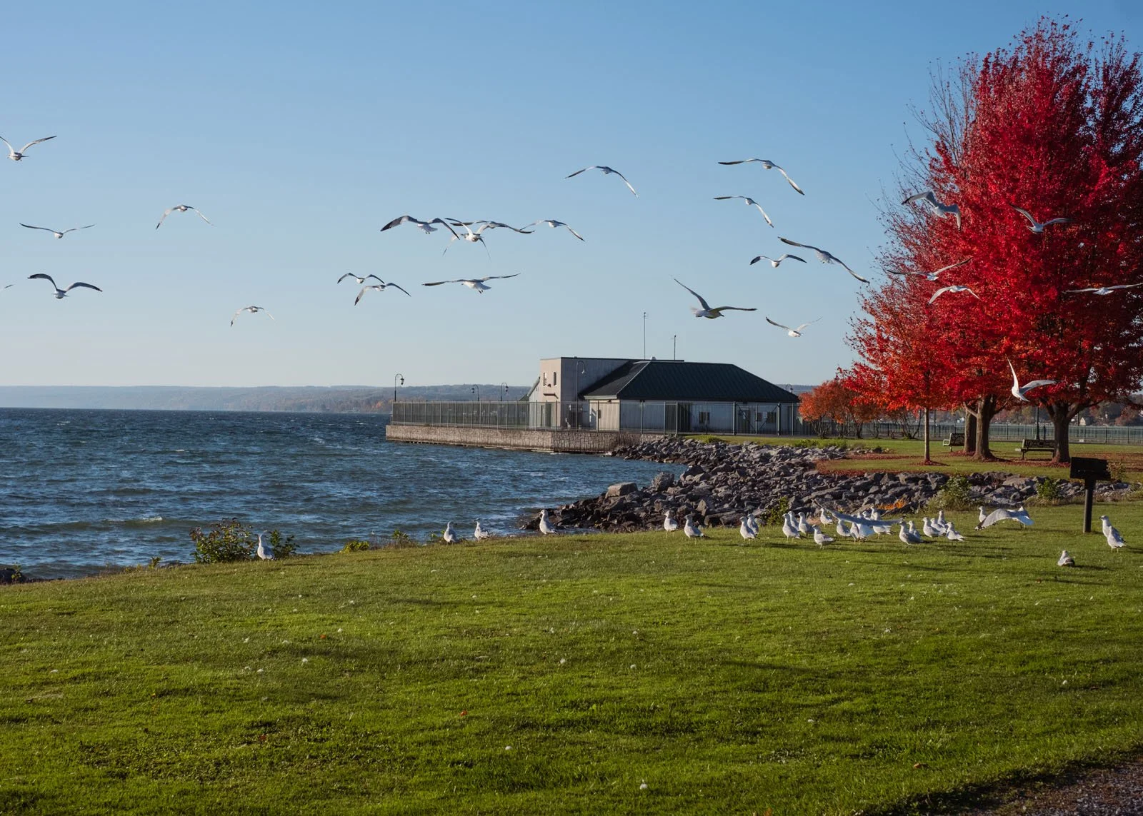 Seagulls with a View of Owasco Lake from Emerson Park.jpg
