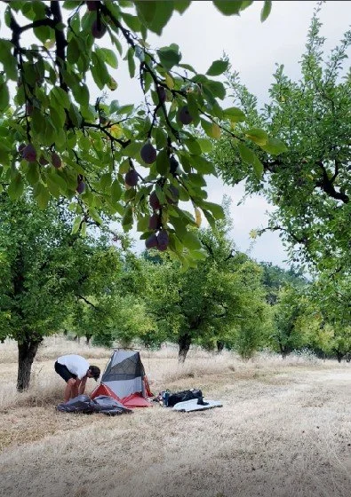 Personnes en camping sous un arbre dans un champ sec, avec une tente et des sacs, entouré d'arbres