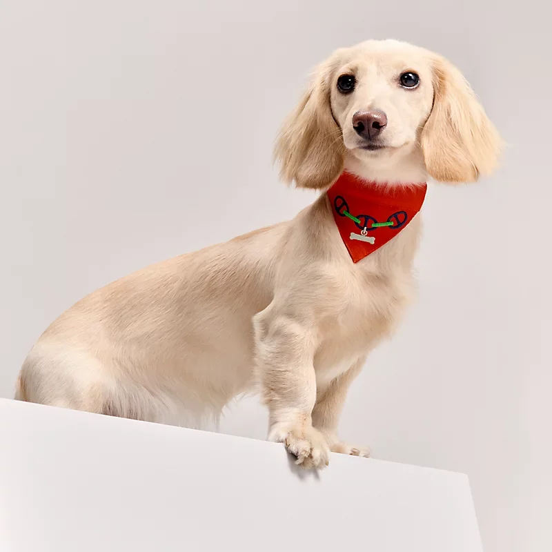 maillons-dog-bandana-s--000450E 01-worn-1-0-0-800-800_g.webp