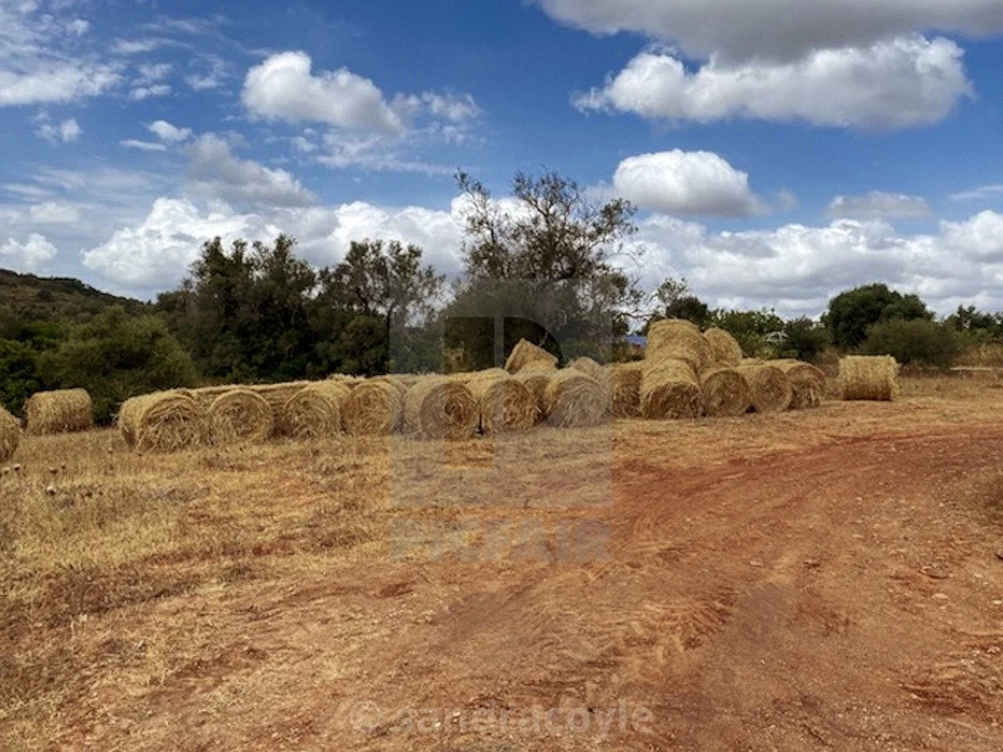 Portugal-harvest.jpg