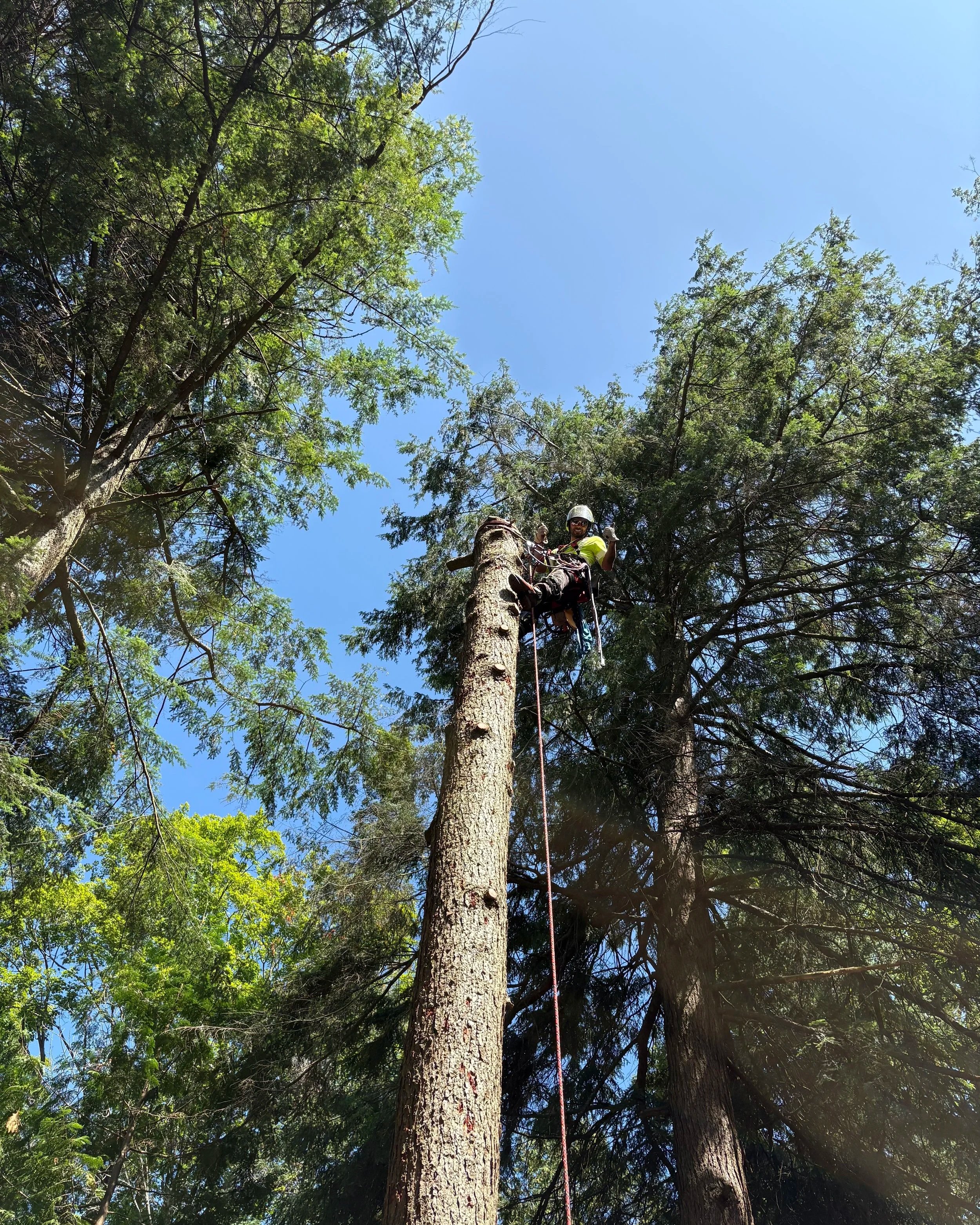 Tree Removal company near me, Orillia, Coldwater, Oro-Medonte, Barrie, Midland, Tiny