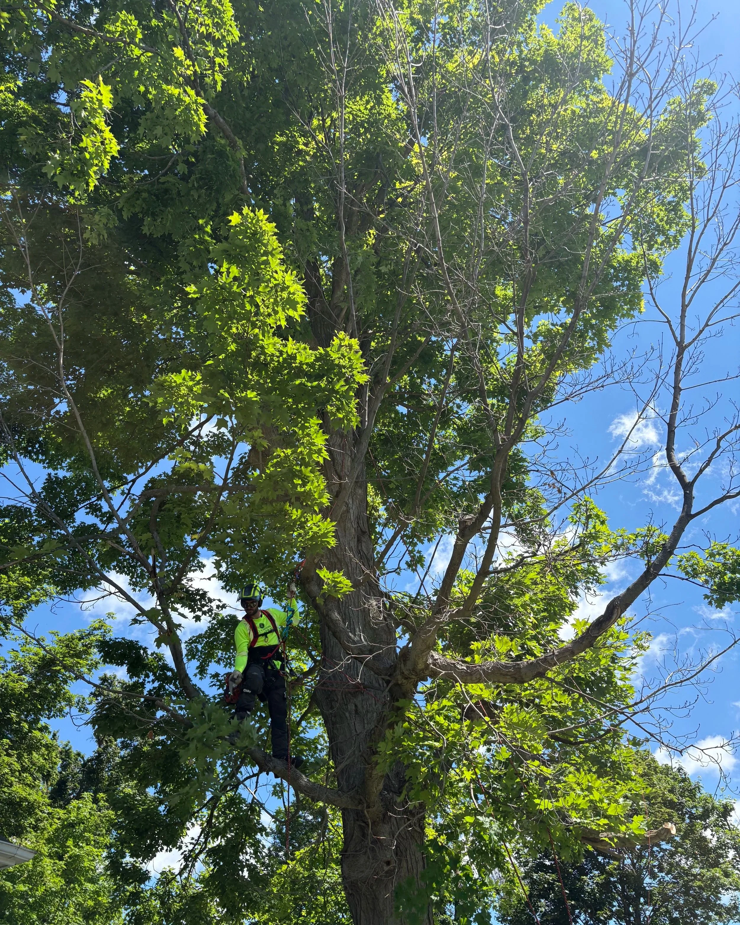 Tree trimming, pruning services near me, Orillia, Oro-Medonte, Coldwater, Midland, Midhurst, Waubaushene
