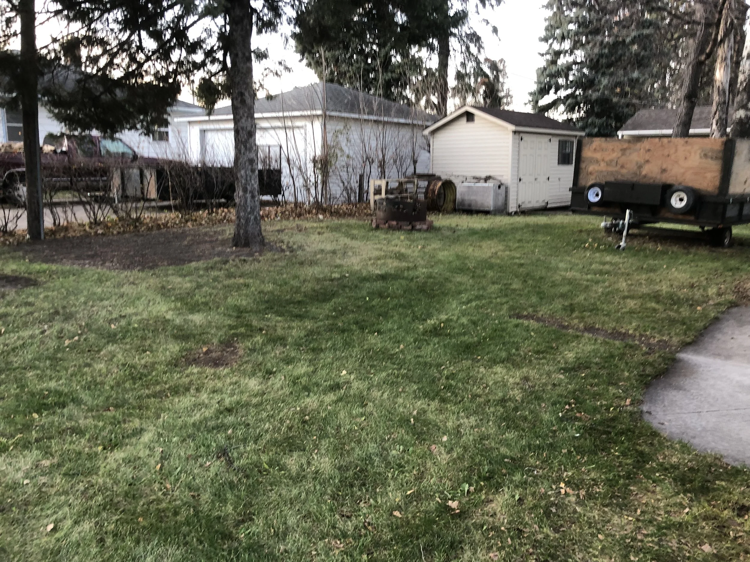 A backyard with a grassy lawn, small trees, a concrete pathway on the right, and a white shed with a black roof in the background. There are two trailers, one with a wooden frame and one black, along with a rusty metal barrel and small metal box near