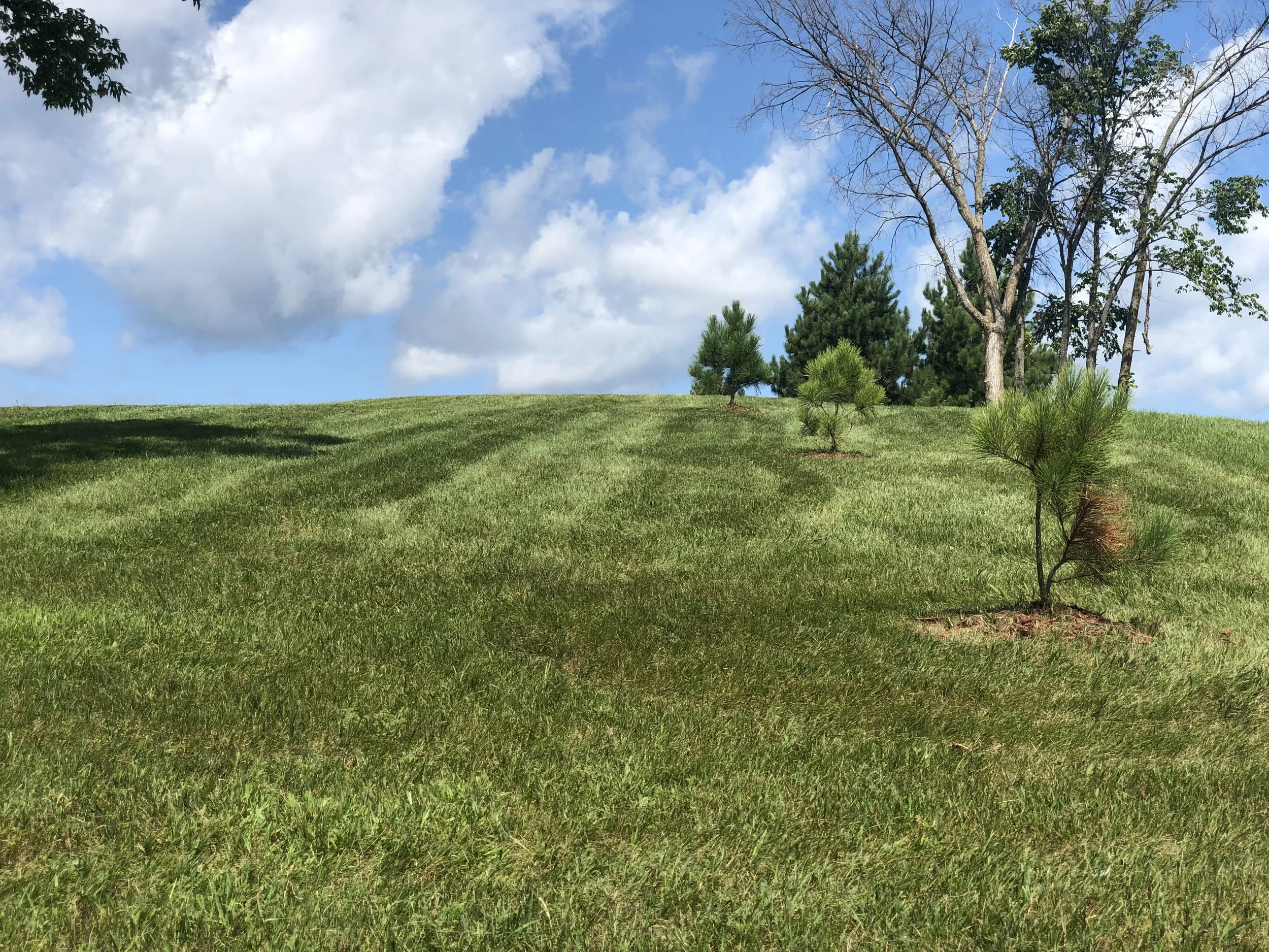 A grassy hill with small pine trees and a few larger trees, under a partly cloudy sky.
