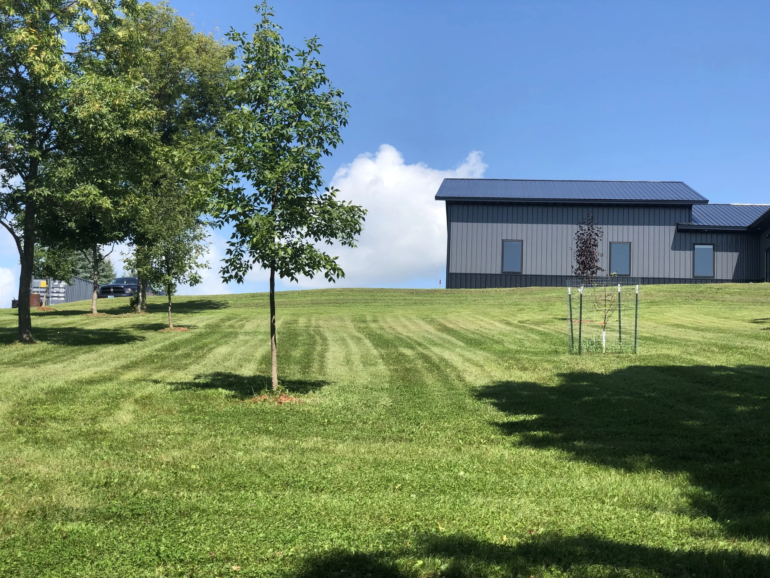 A grassy lawn with two trees in the foreground under a bright blue sky with a few clouds. A modern building with gray siding and several windows is in the background, along with a small young tree protected by a green metal fence.