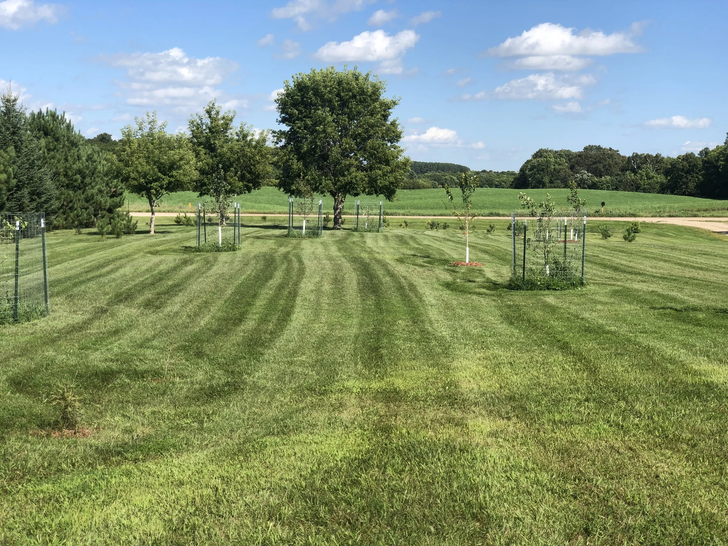 A grassy field with young trees in protective cages and larger mature trees in the background, under a blue sky with scattered clouds.