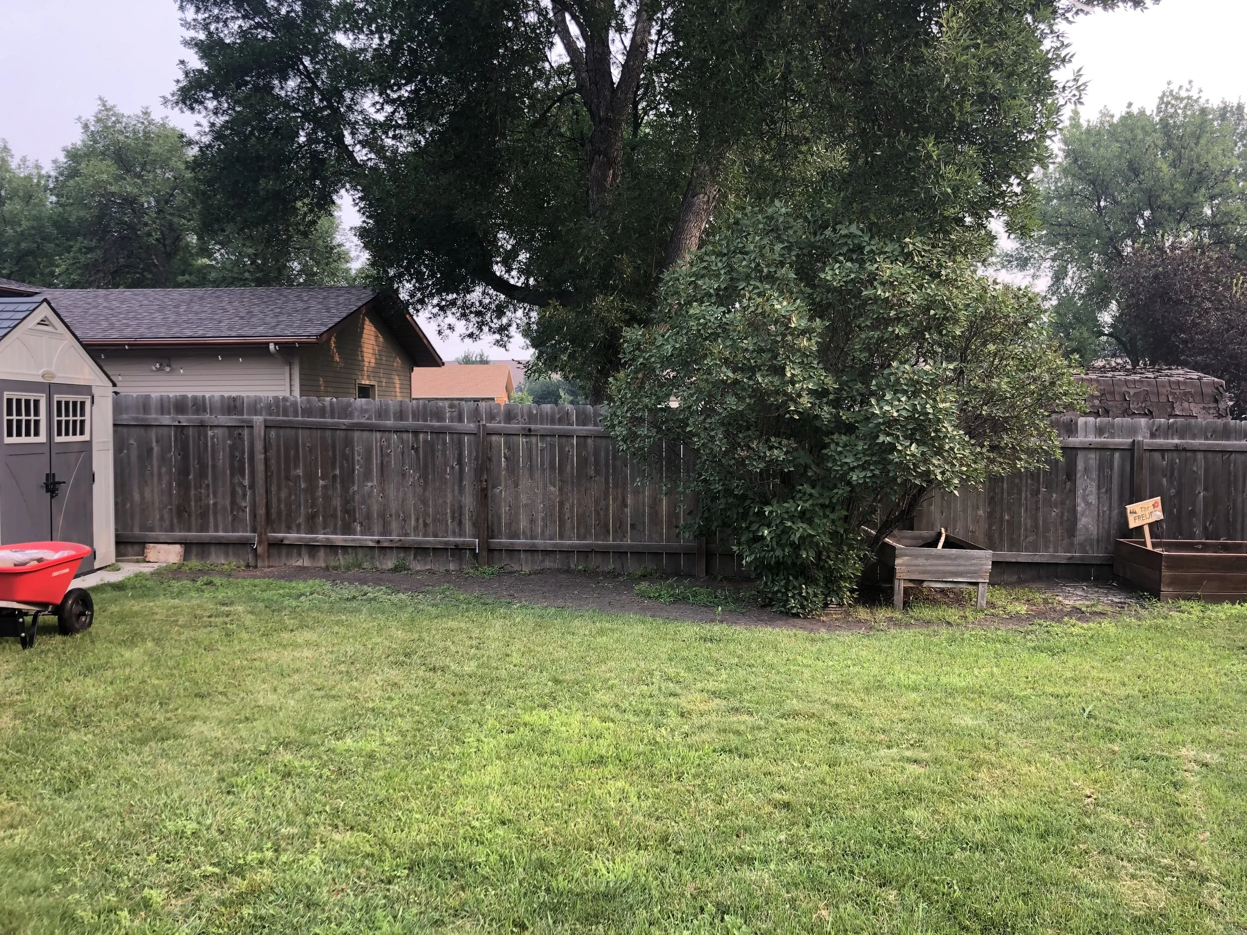 A backyard with a grassy lawn, a wooden fence, trees, a garden bed, a gray shed, and a red wagon.