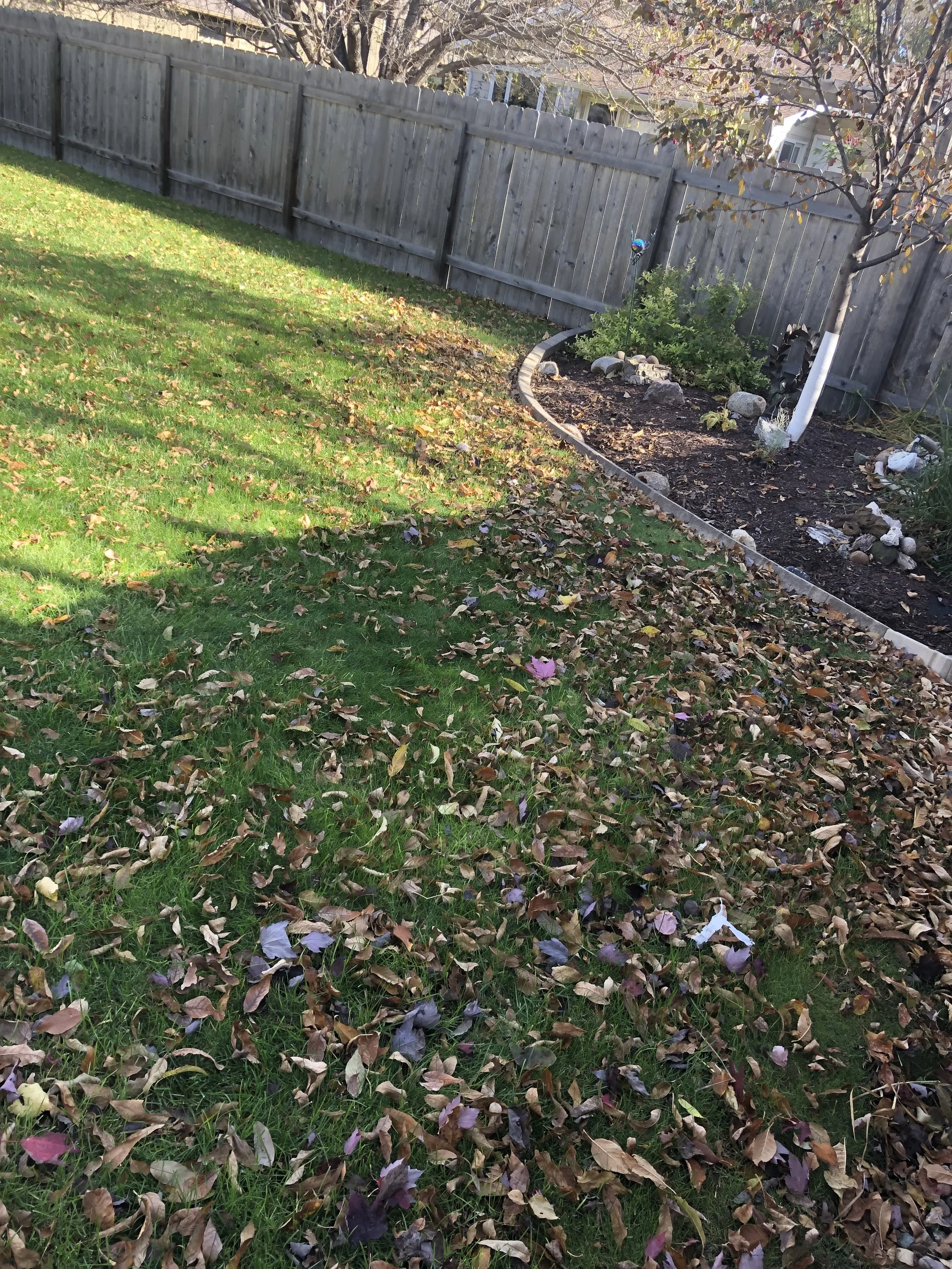 A backyard with green grass and fallen leaves, a wooden fence, and a garden bed with landscaping stones and a small plant.