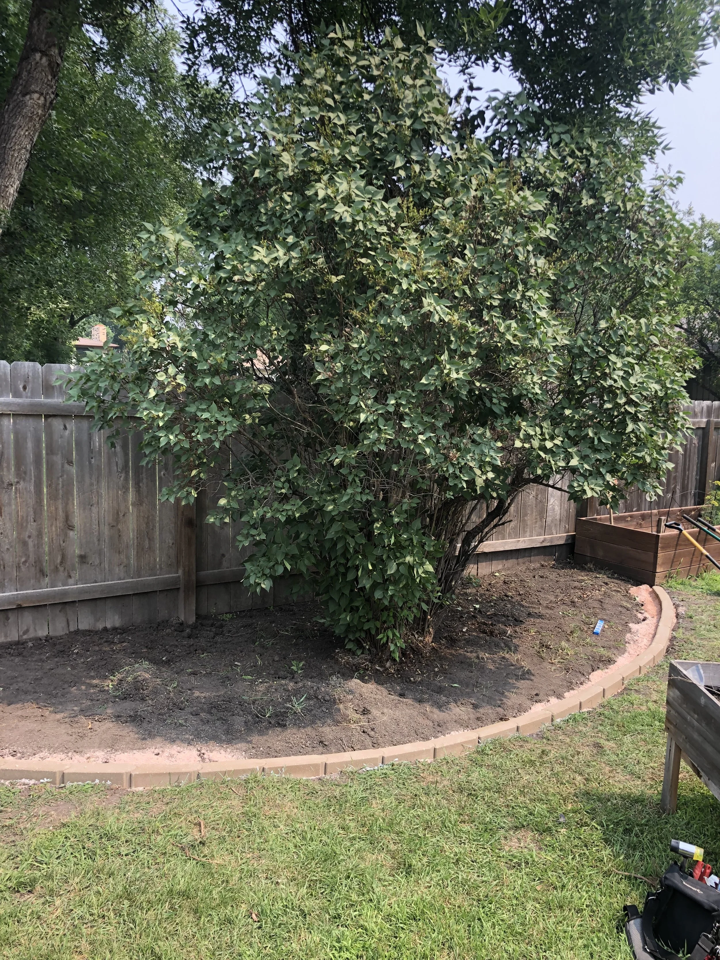 A partially manicured backyard with a large green shrub, a wooden fence, and a garden bed with bricks along the edge.