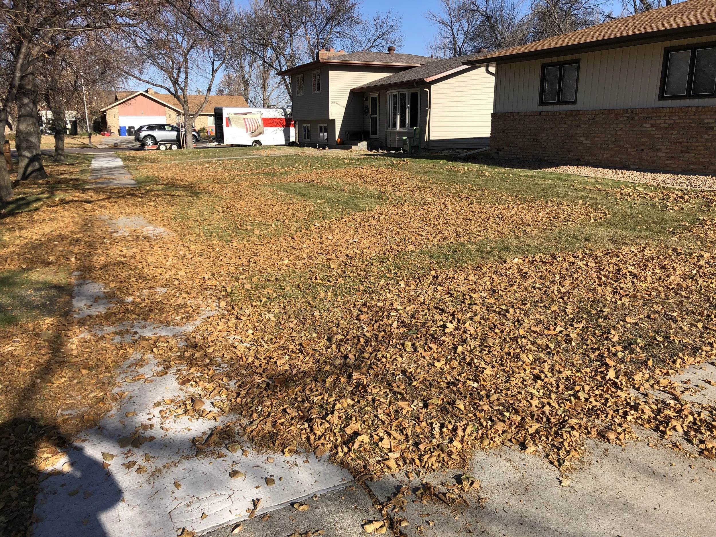 A residential yard covered with fallen autumn leaves, with houses and a parked vehicle and trailer in the background.
