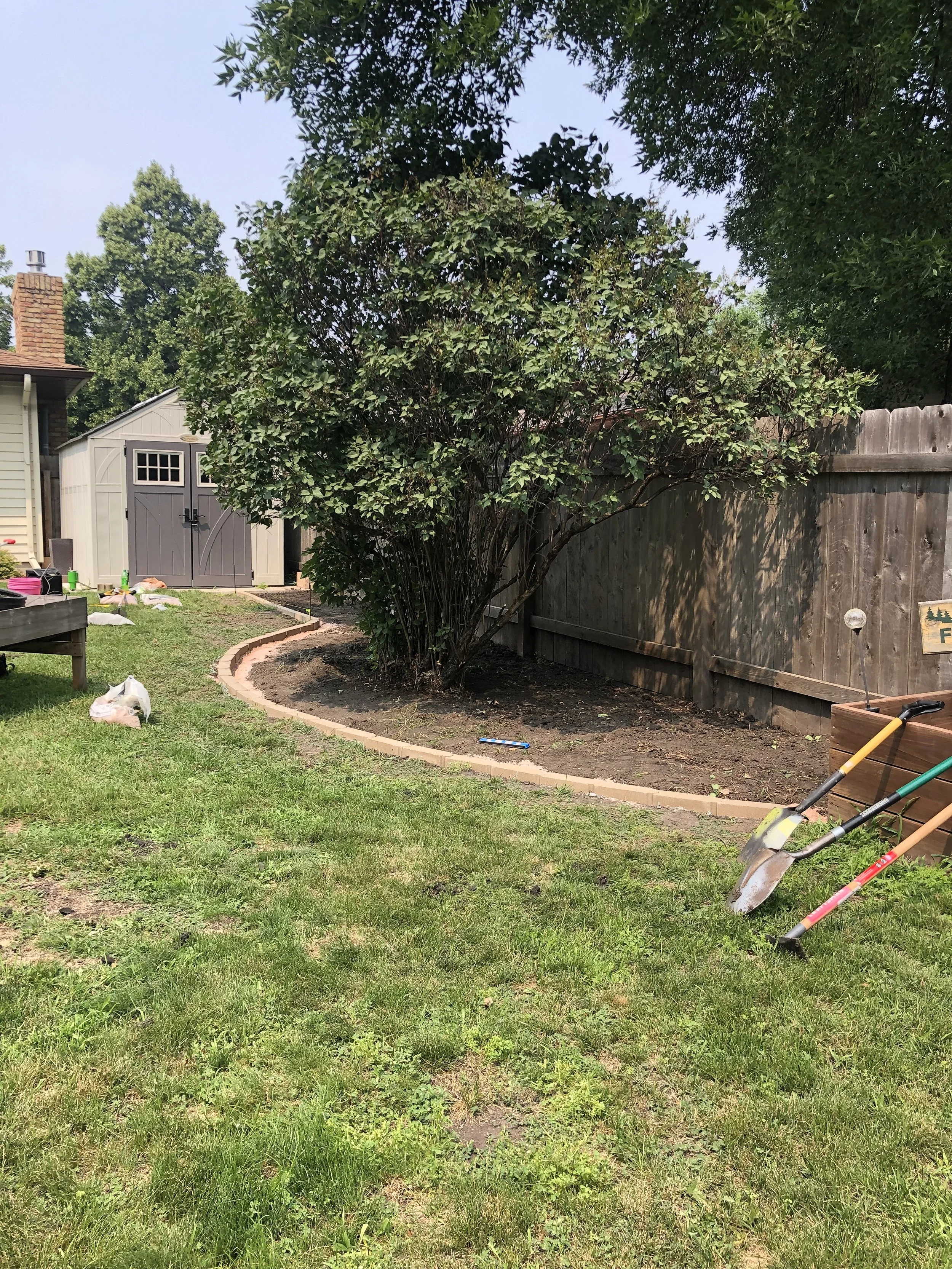 A backyard garden with a large shrub and a newly created curved flower bed with brick edging, gardening tools, and a shed in the background.