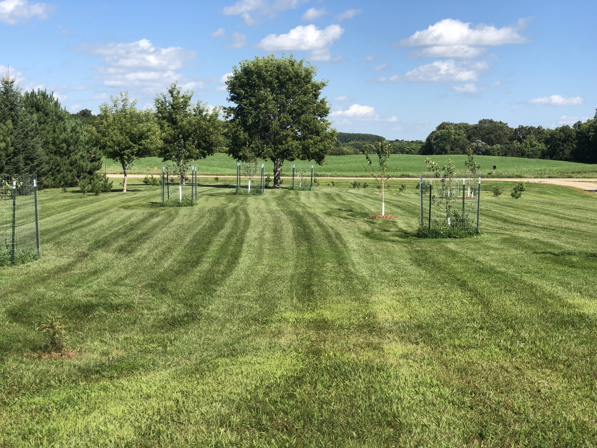 A grassy field with trees and young protected trees in wire cages under a partly cloudy sky.