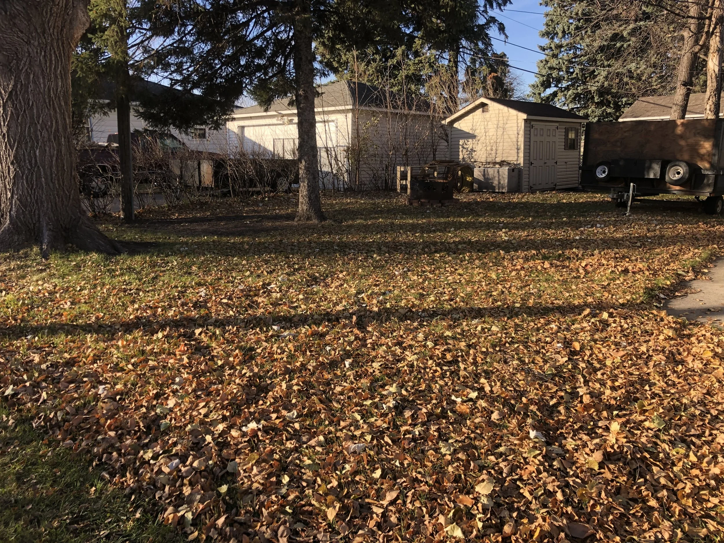 Backyard scene with large tree on the left, fallen autumn leaves covering the ground, a small shed, and a trailer on the right, with houses and trees in the background.
