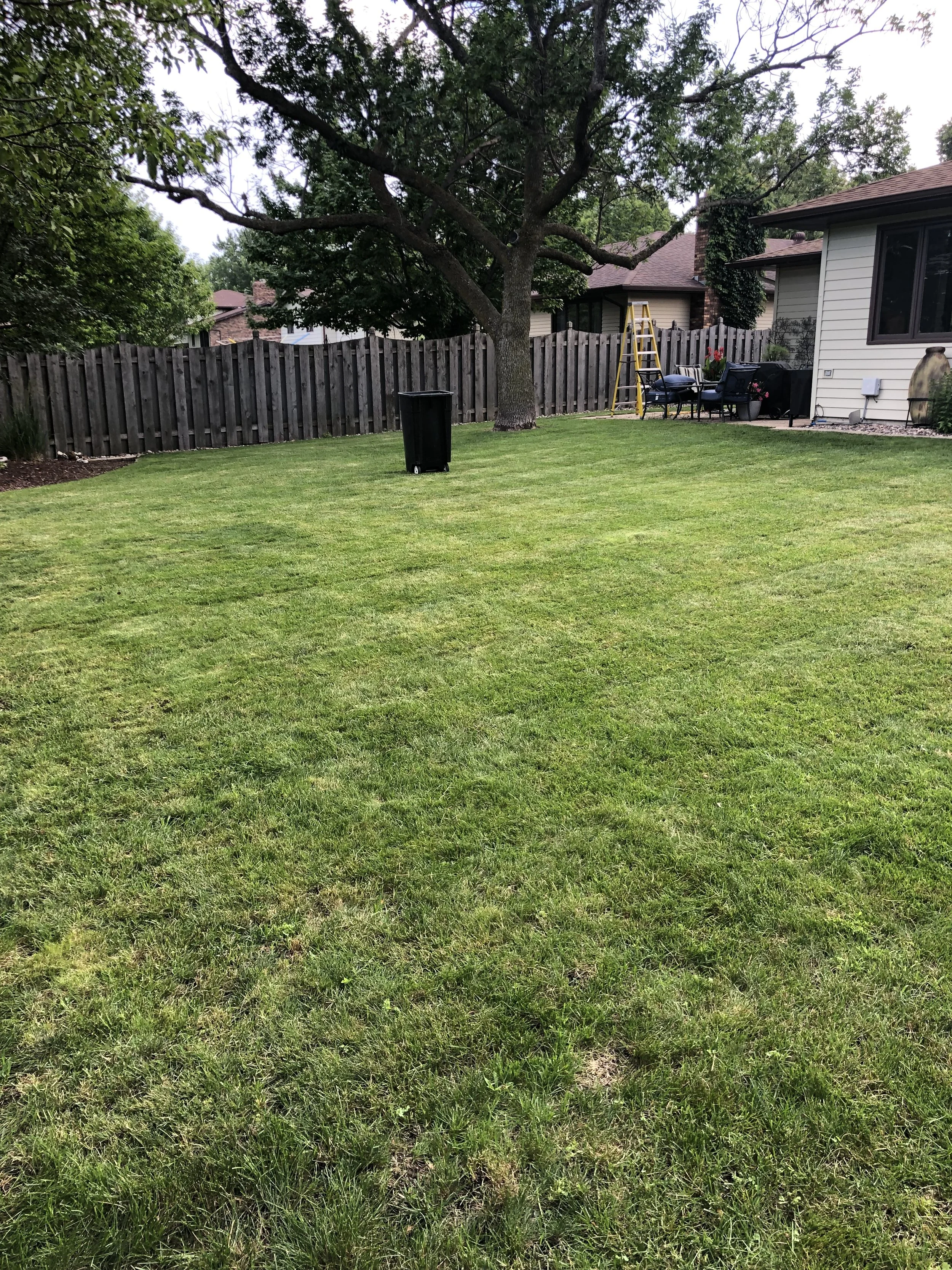 A backyard with a well-maintained lawn, a large tree, a wooden fence, and a house with patio furniture and a ladder near the house.