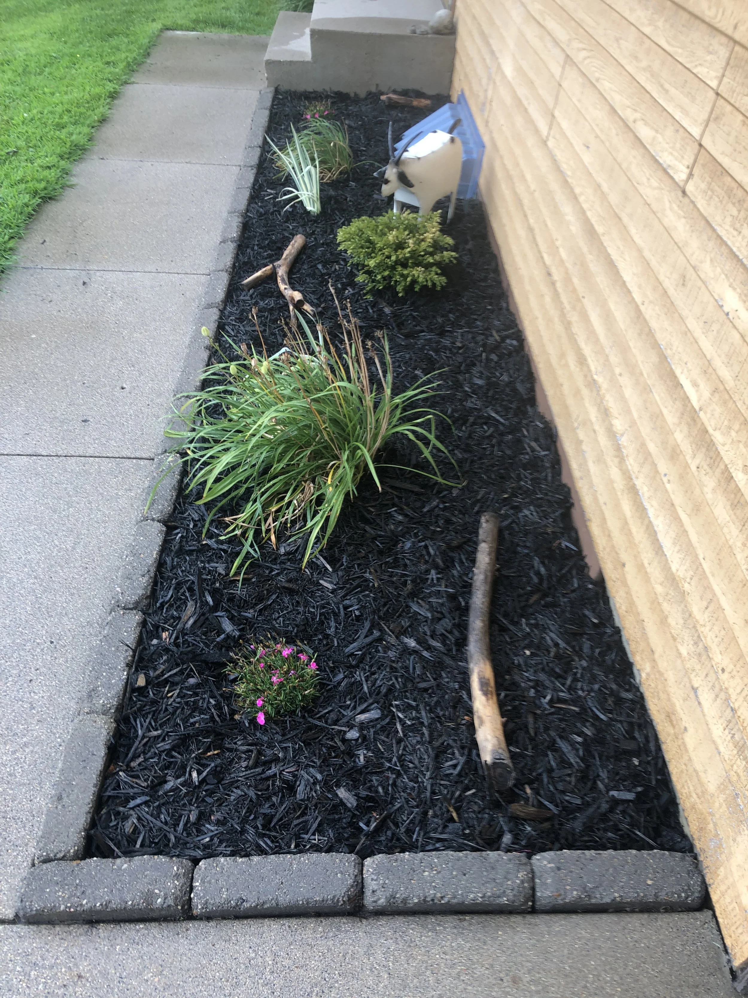 A small garden bed with black mulch, featuring various plants, a small shrub, and decorative sticks, bordered by bricks and situated next to a concrete walkway and wooden house exterior.