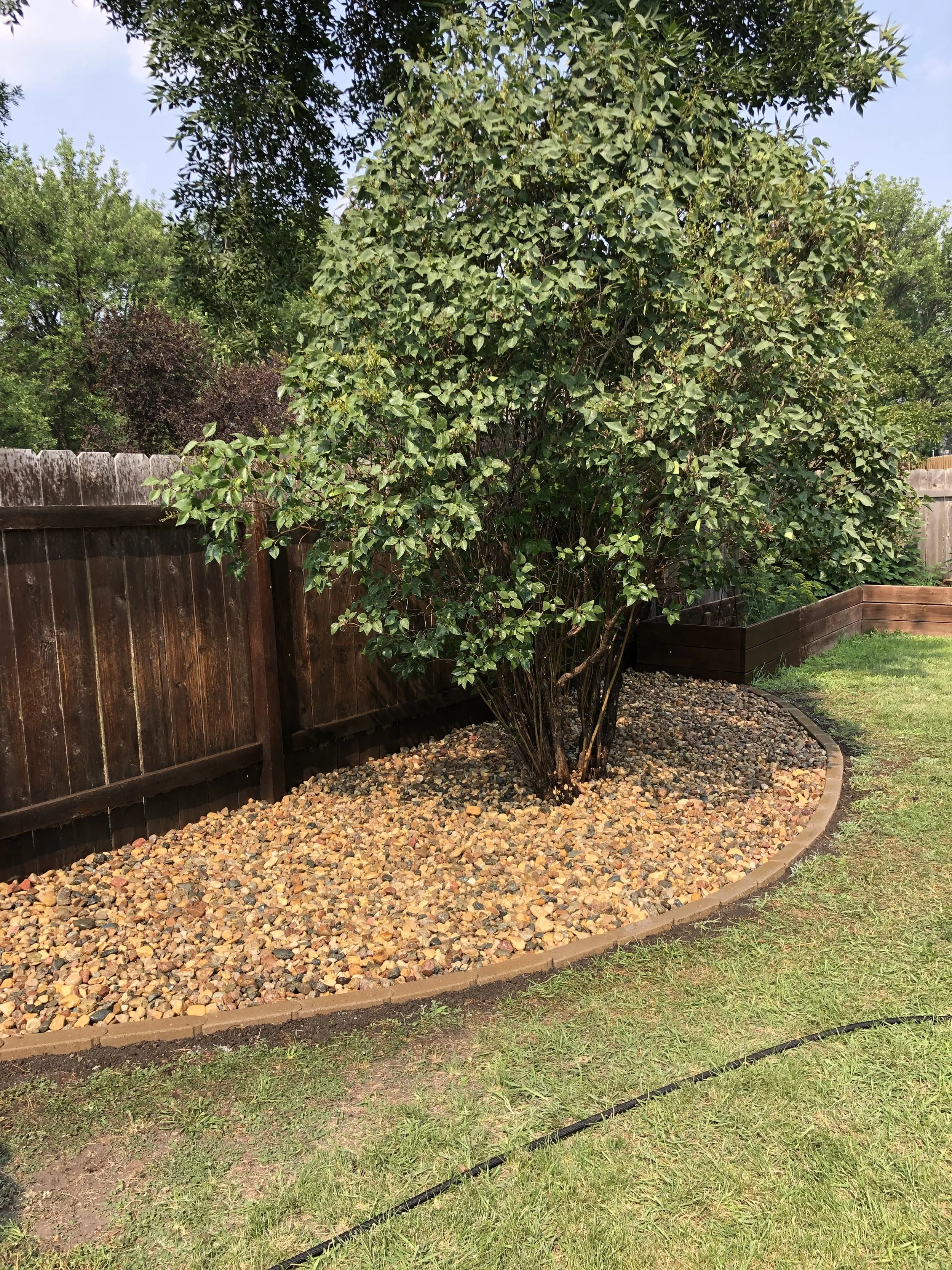 A backyard garden with a large bush surrounded by a border of small rocks and mulch, with a wooden fence in the background and grass lawn in the foreground.