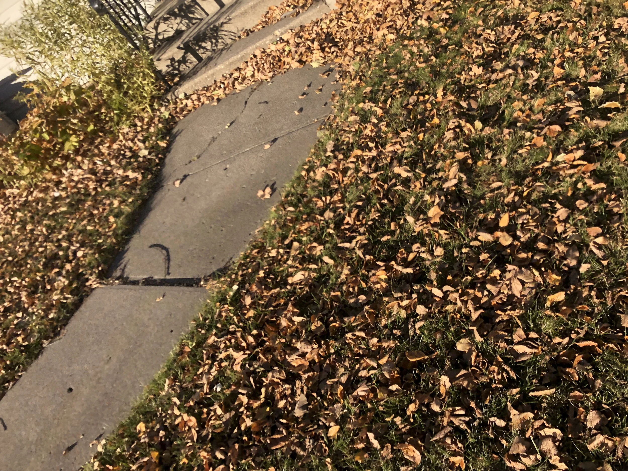 A sidewalk bordered by bushes with brown and orange leaves.