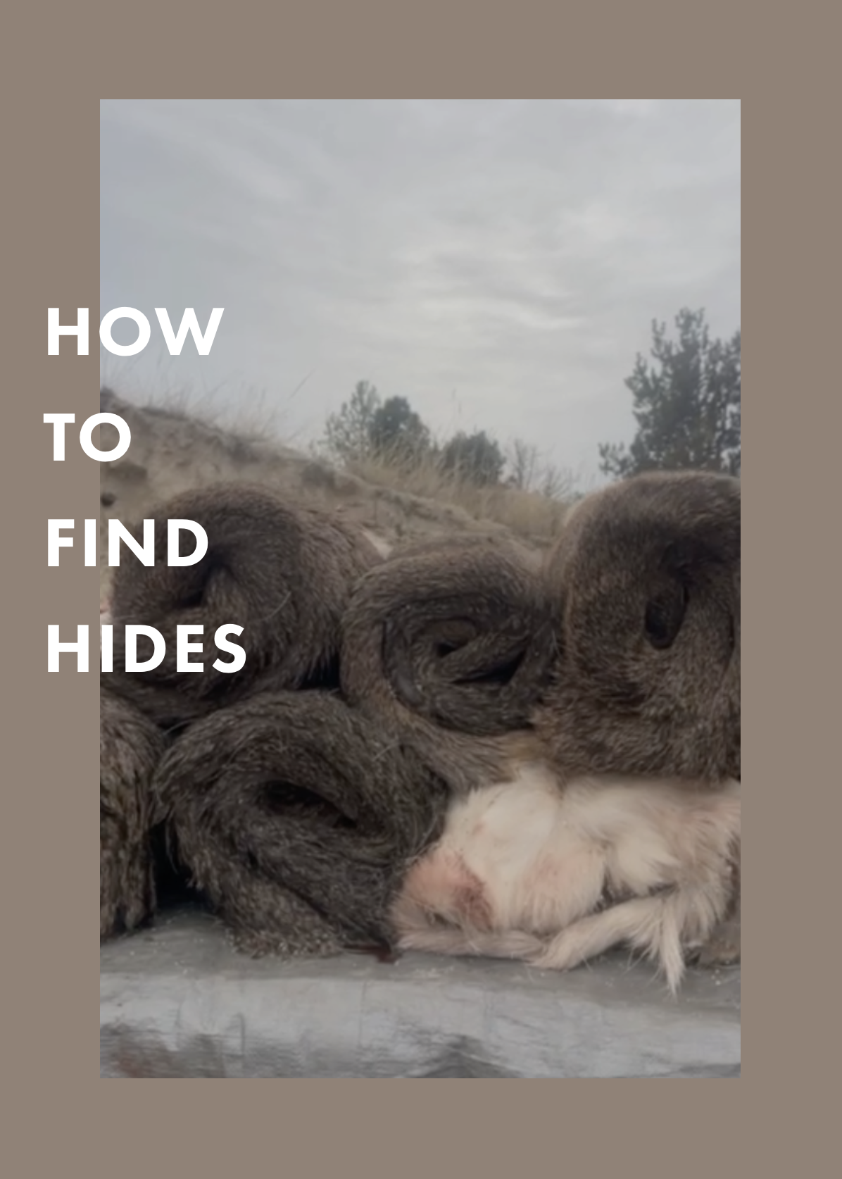 HOW TO FIND HIDES for hide tanning