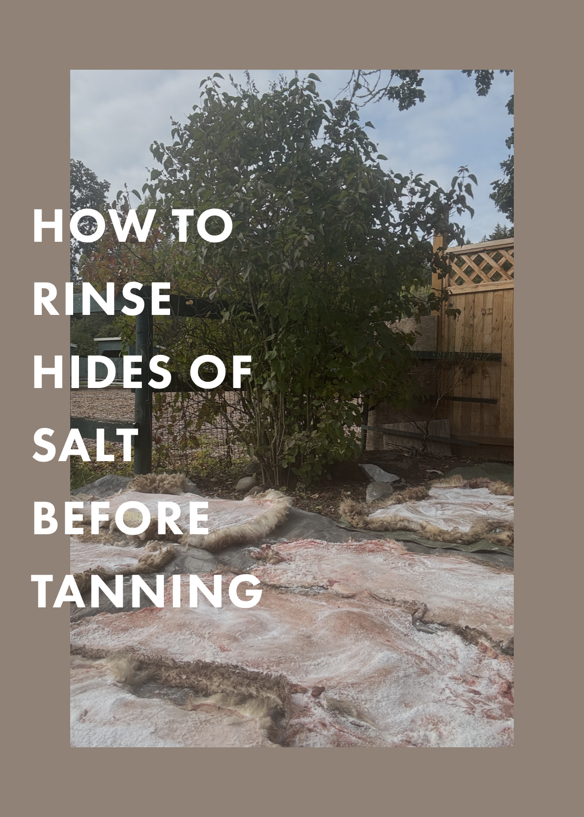 HOW TO RINSE HIDES OF SALT: BEFORE TANNING