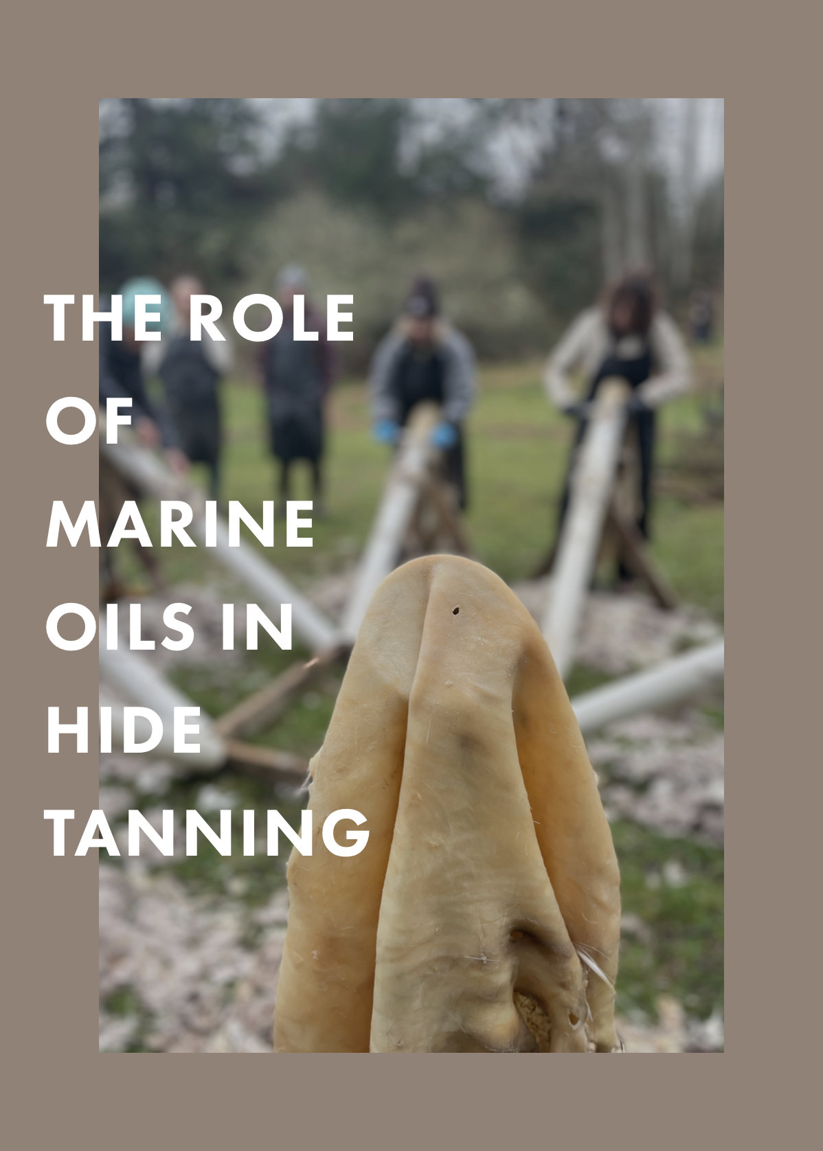 THE ROLE OF MARINE OILS IN TANNING