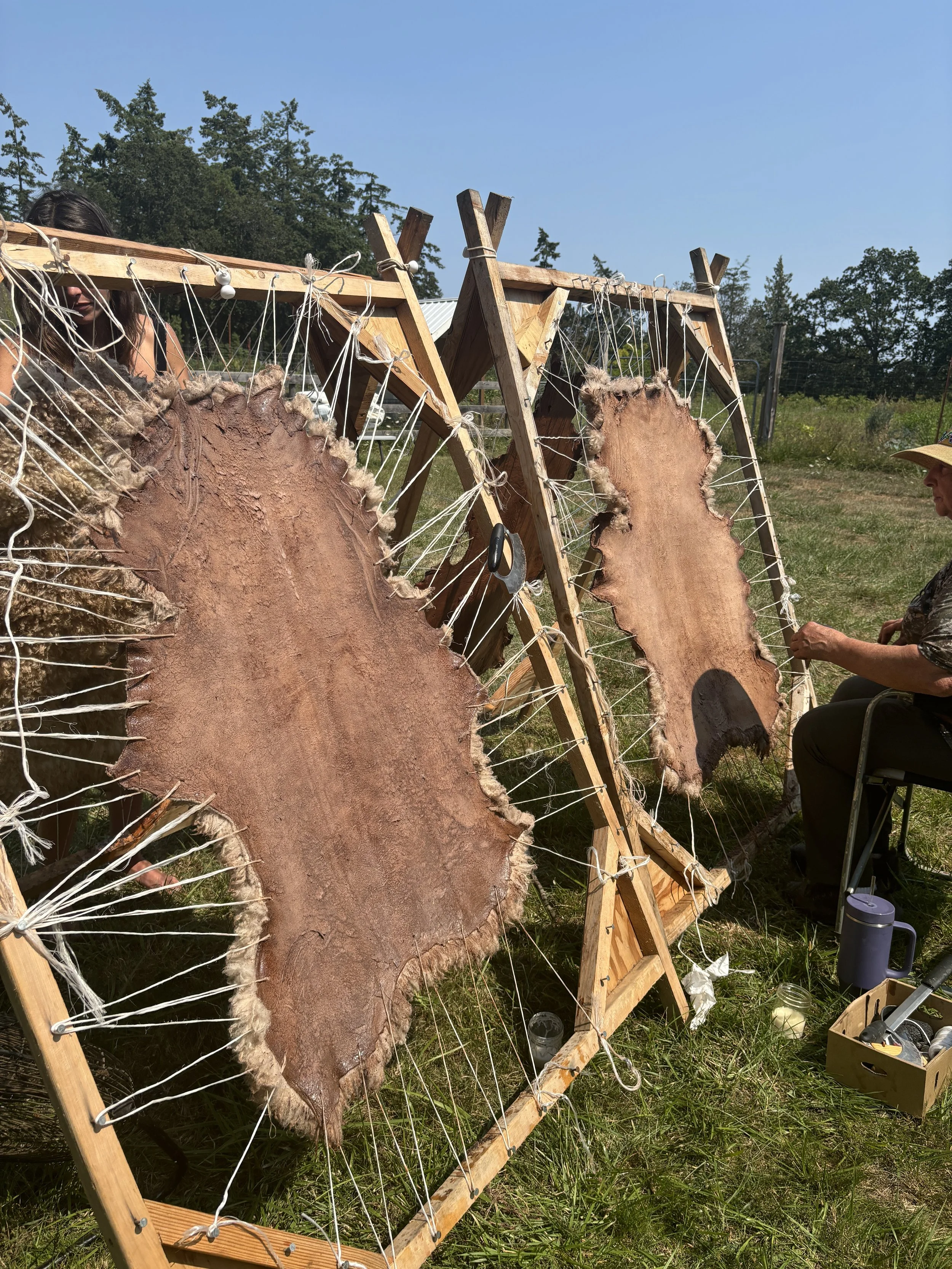Bark-tanned sheepskins in frames