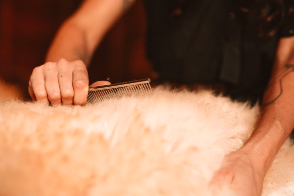Person combing sheepskin with metal wool comb grooming tool