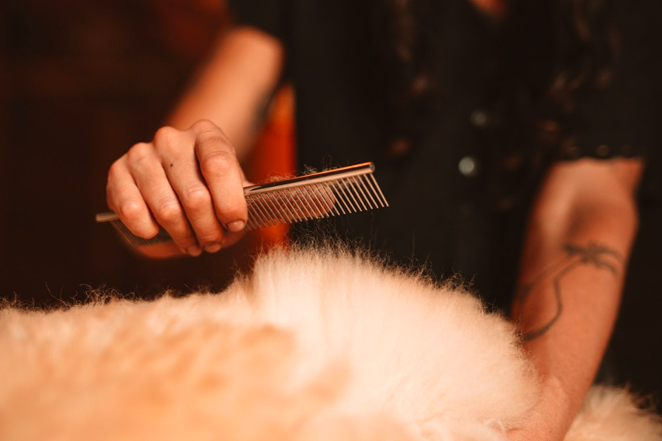 Person combing sheepskin with metal wool comb grooming tool