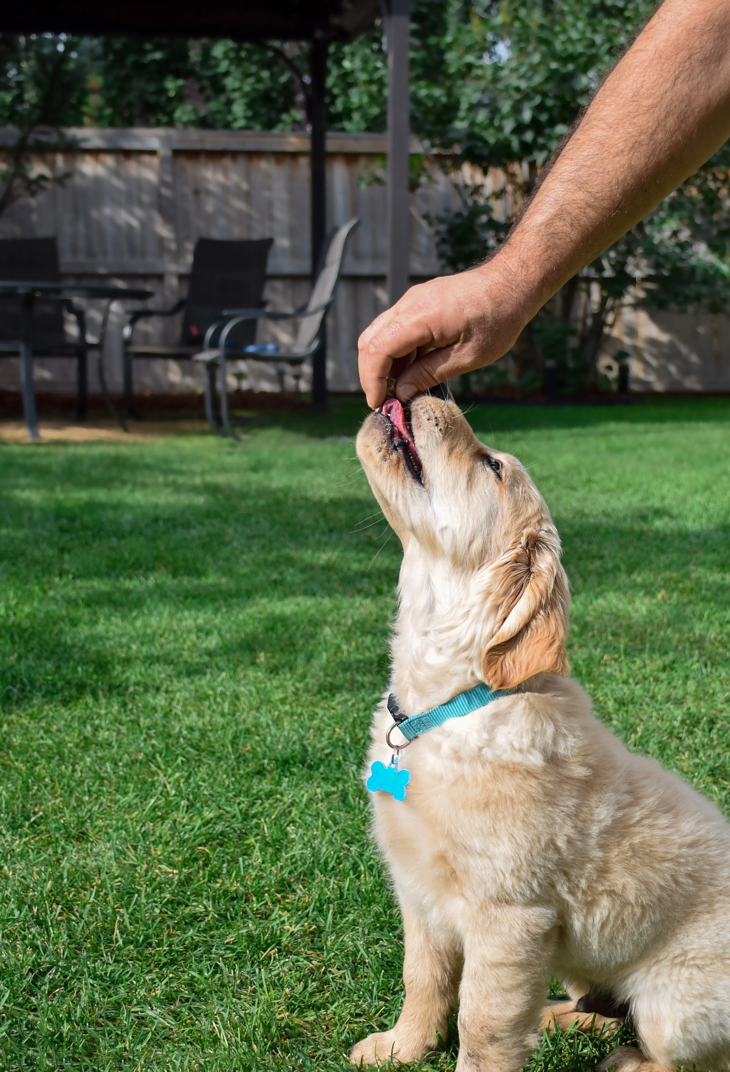 A person feeding a golden retriever puppy in a backyard with green grass and a wooden fence.