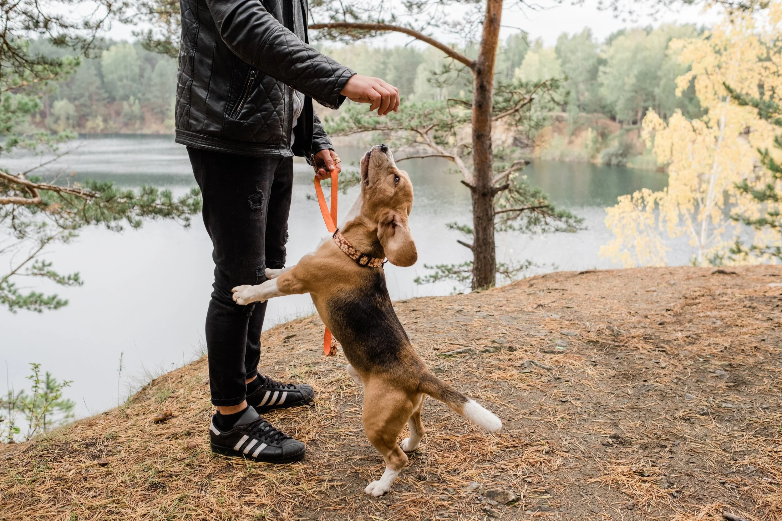Two Simple Training Tips to Set Your Puppy Up for Success