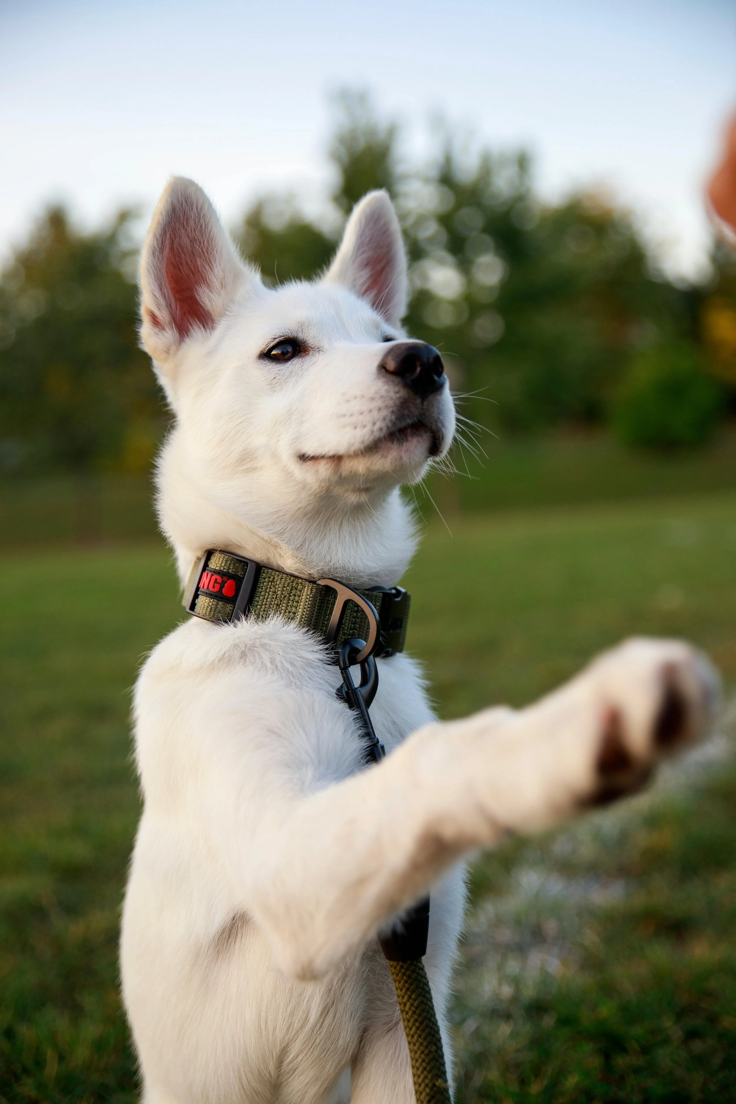 A white dog with pointed ears and a collar, outdoors on grass, raising its paw toward a person's hand, with trees and a blue sky in the background.