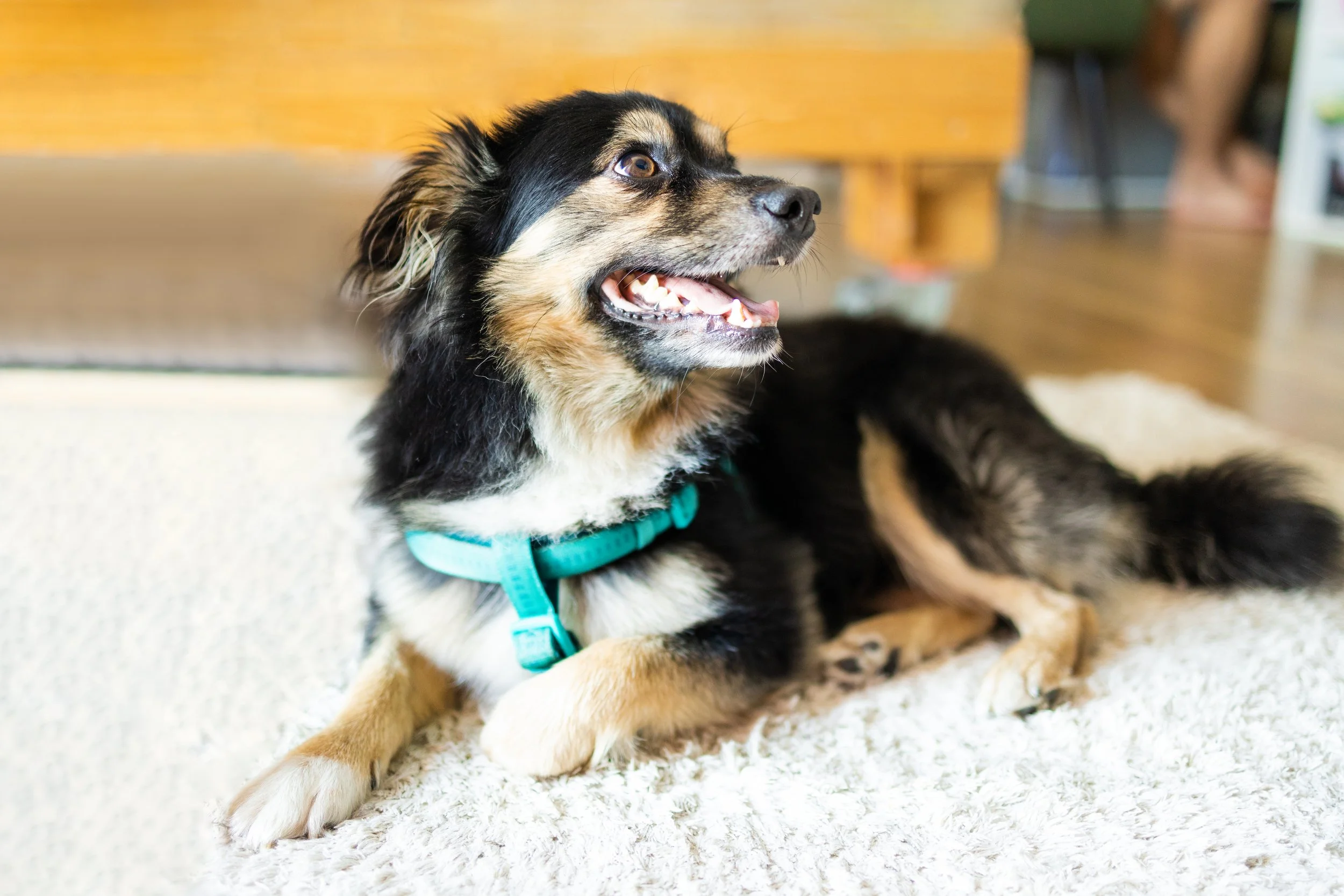 A black, tan, and white dog lying on a fluffy cream-colored rug, wearing a turquoise collar, looking to the left.