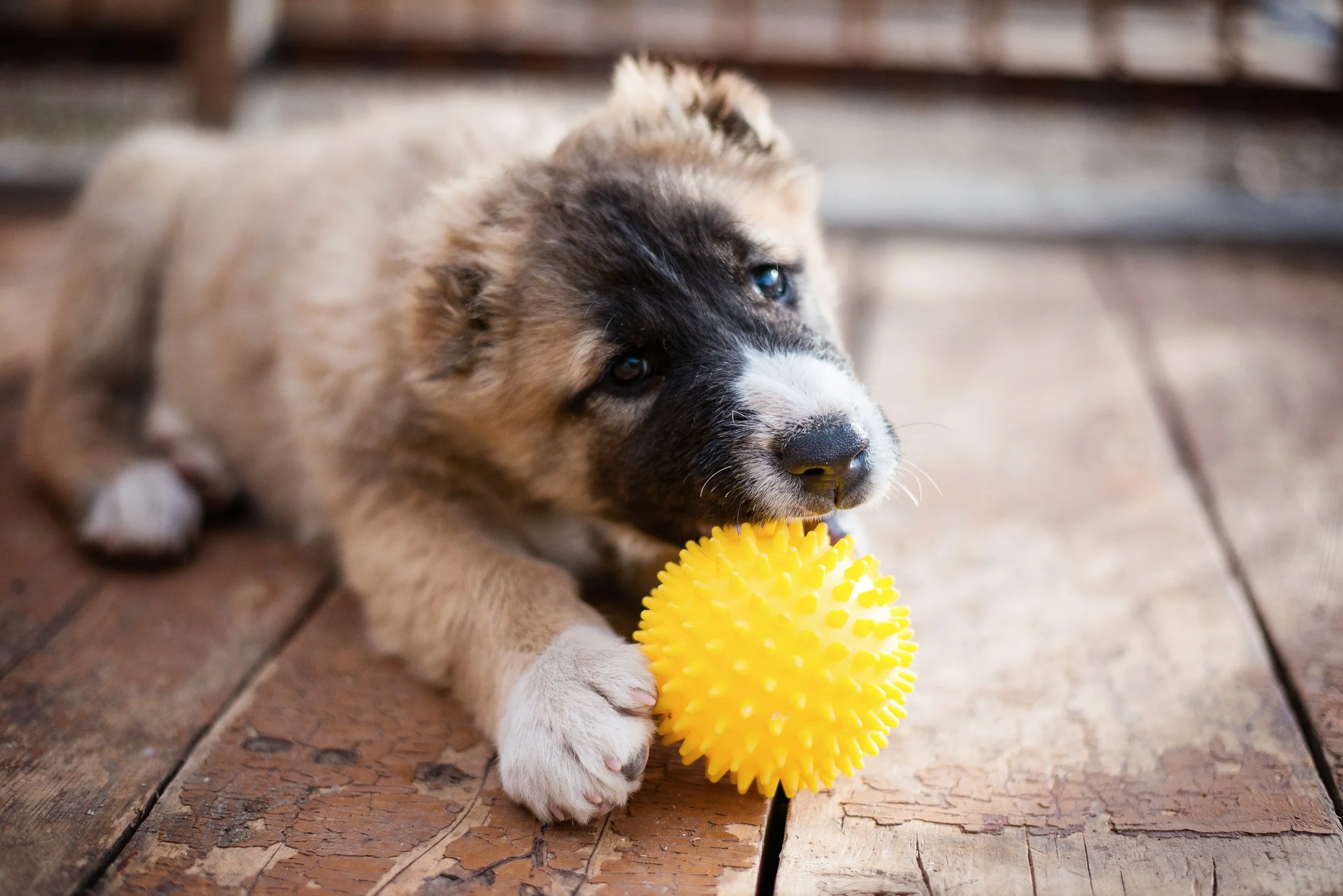 A playful puppy lying on a wooden floor, holding and biting a yellow textured rubber ball.