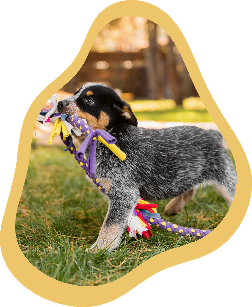 A puppy playfully tugging on a colorful rope toy outdoors on grass with trees in the background.