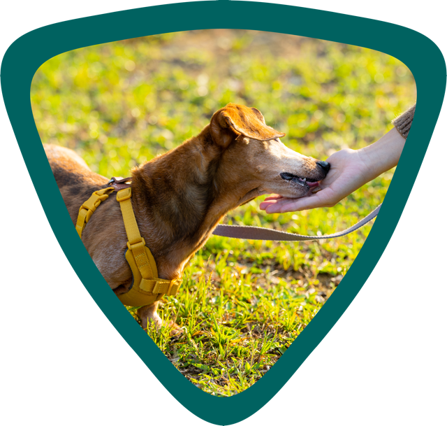 A brown dog with a yellow harness licking a person's hand outdoors on green grass.