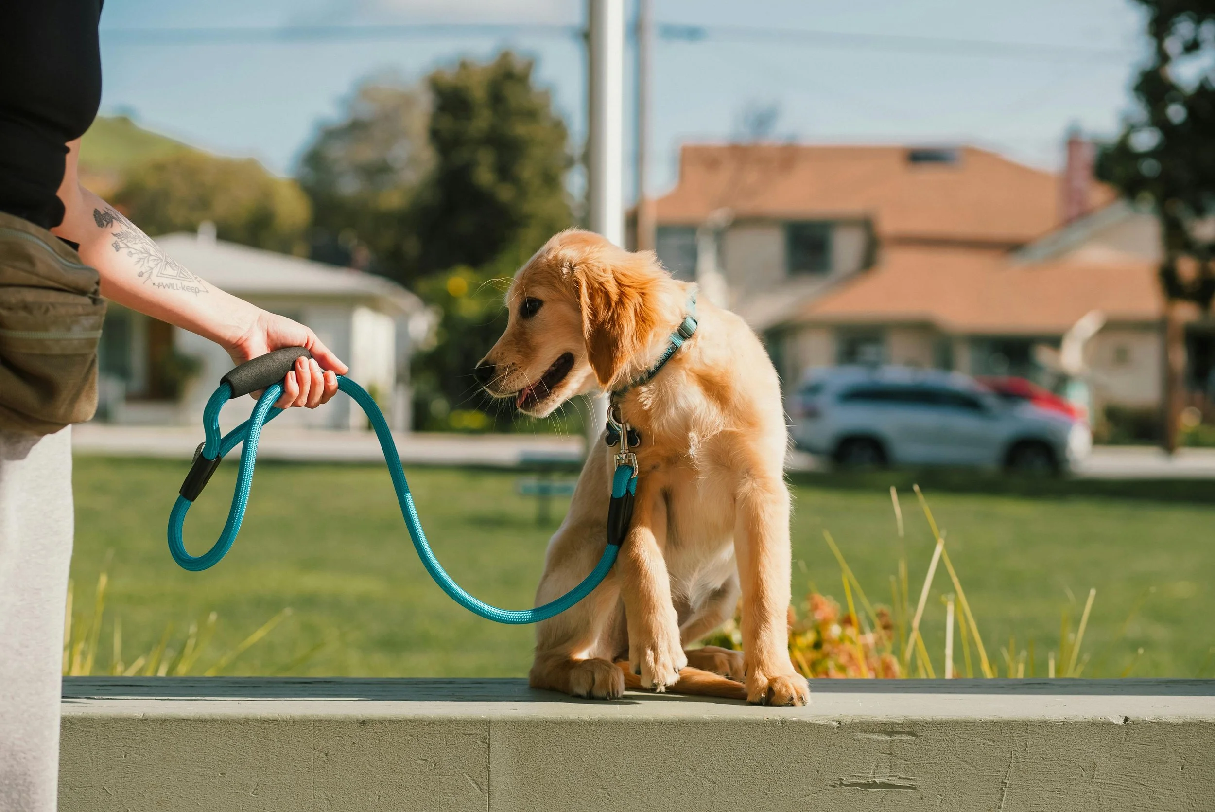 A young golden retriever puppy sitting on a porch with a teal leash, being held by a person with a tattooed arm, in a neighborhood setting.