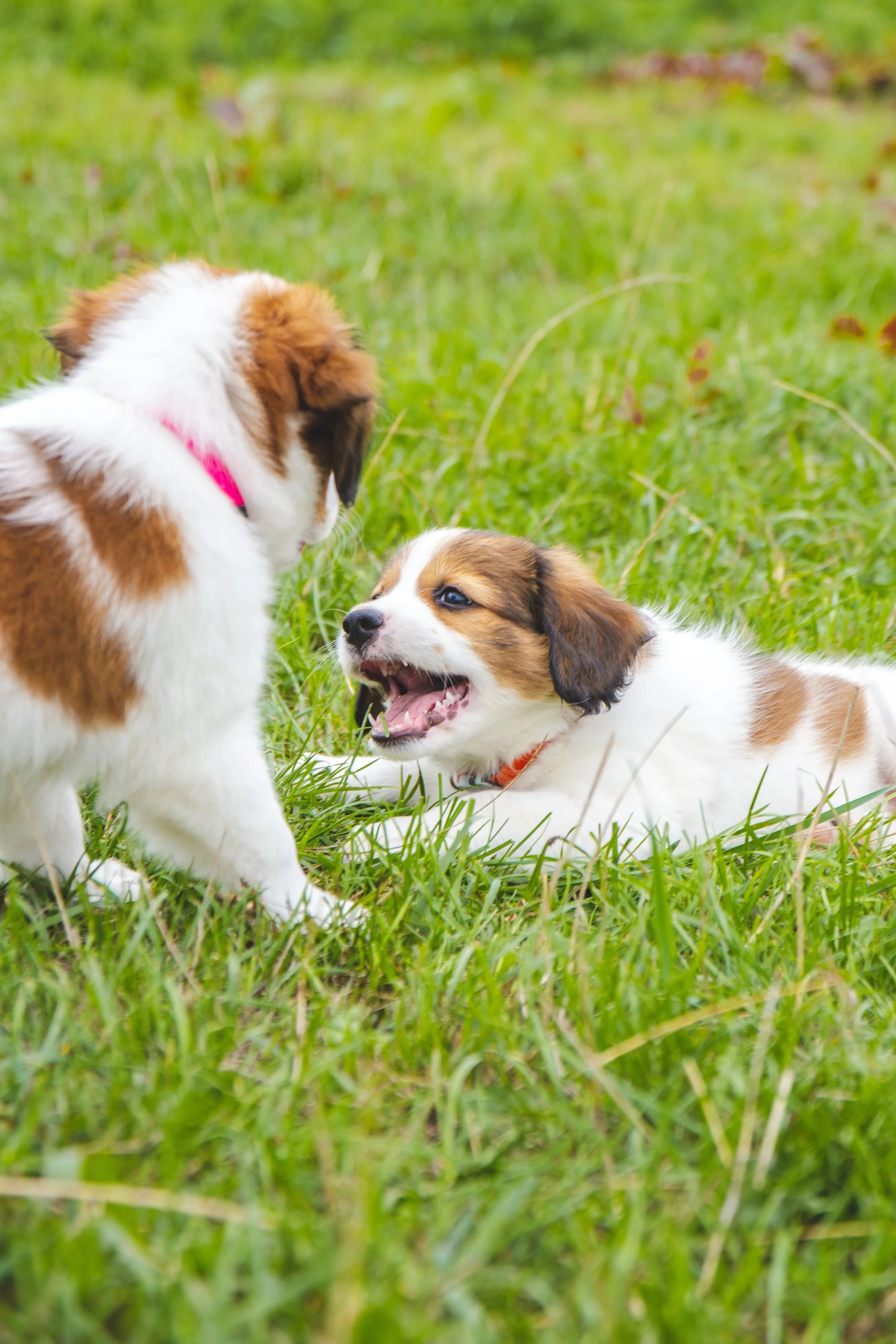 Two puppies playing on grass, one standing and one lying down.