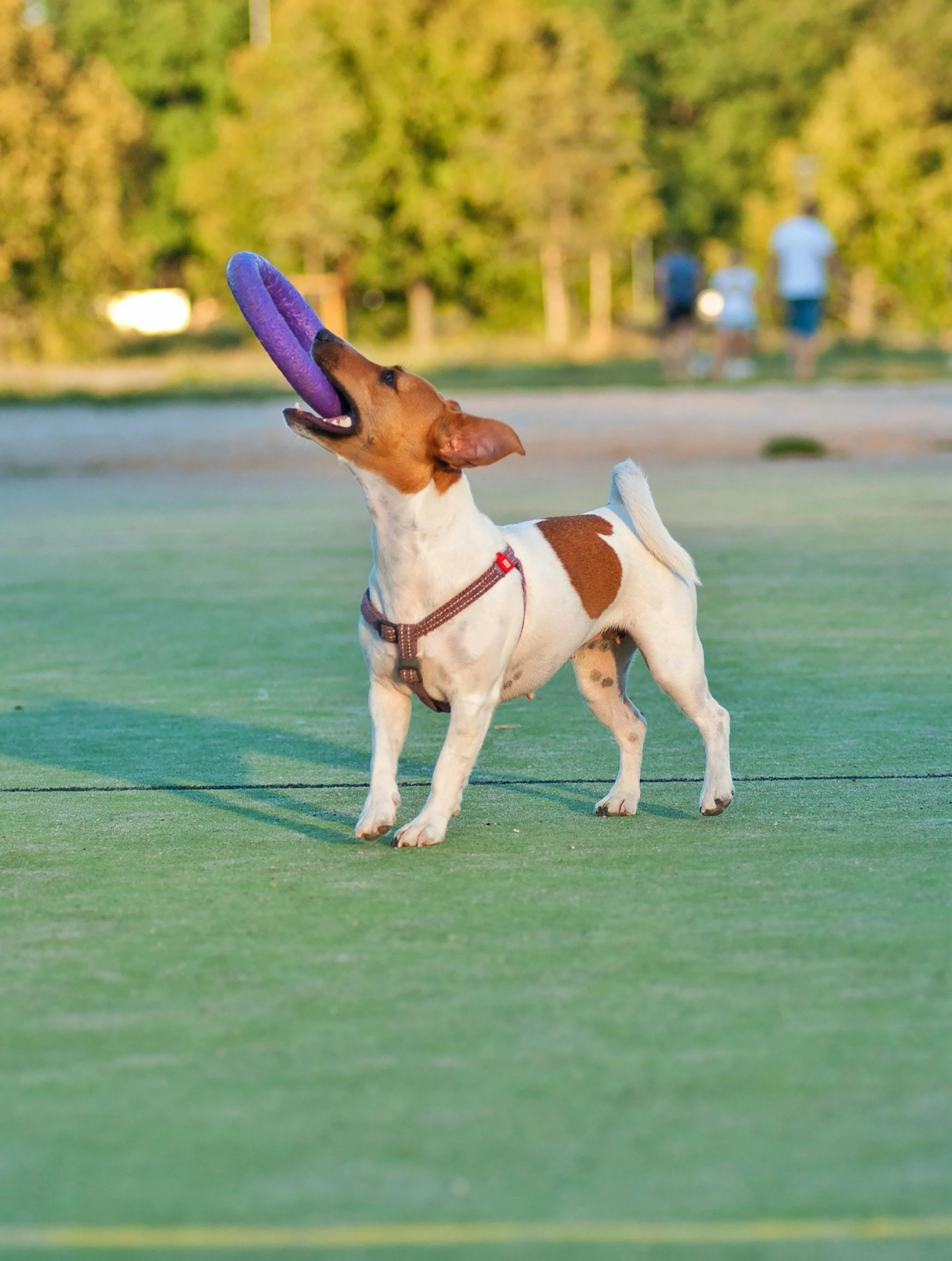 A dog playing with a purple frisbee on a grassy field with trees in the background.