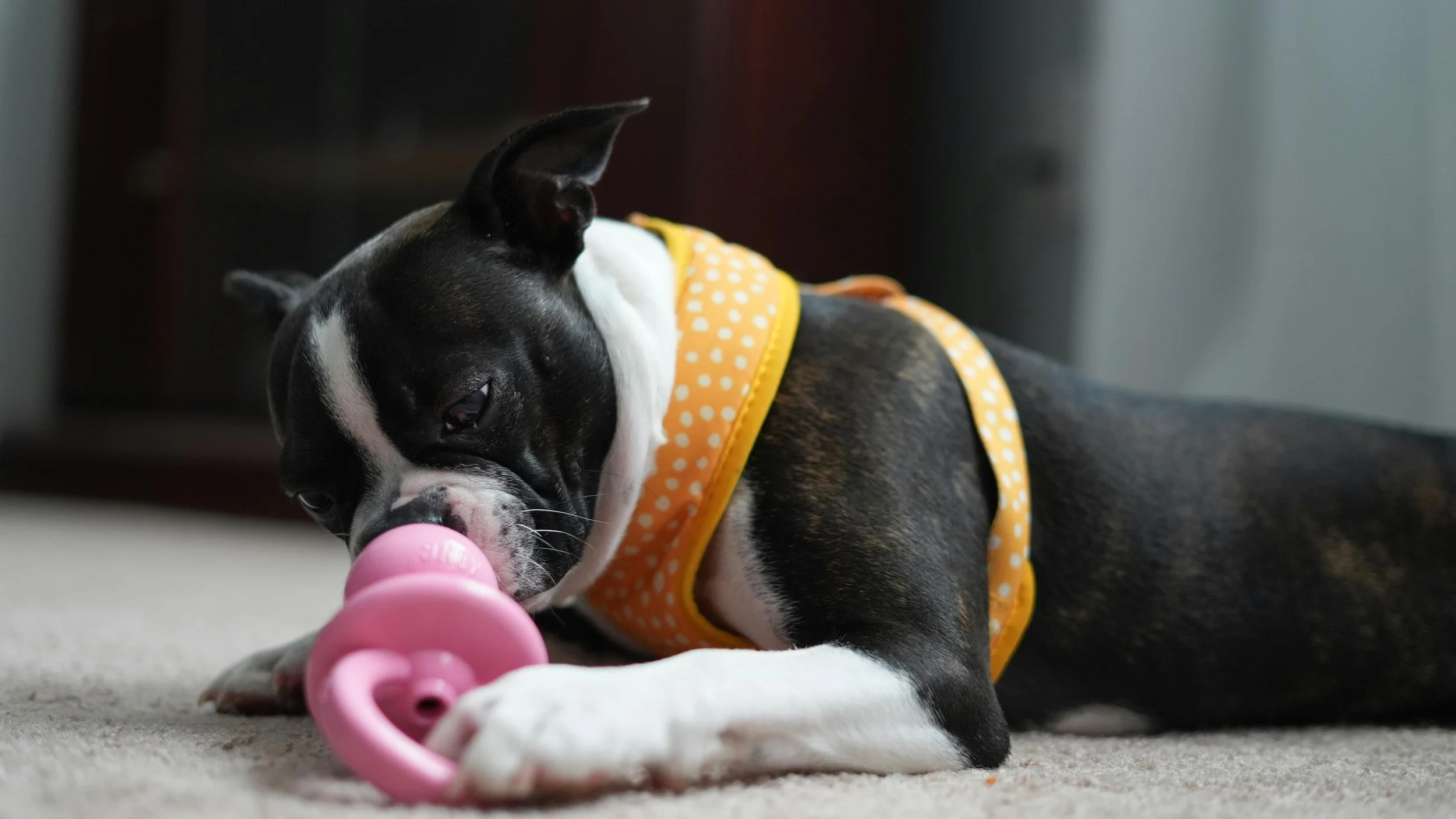 Black and white puppy laying on carpet playing with a pink chew toy, wearing a yellow polka dot harness.