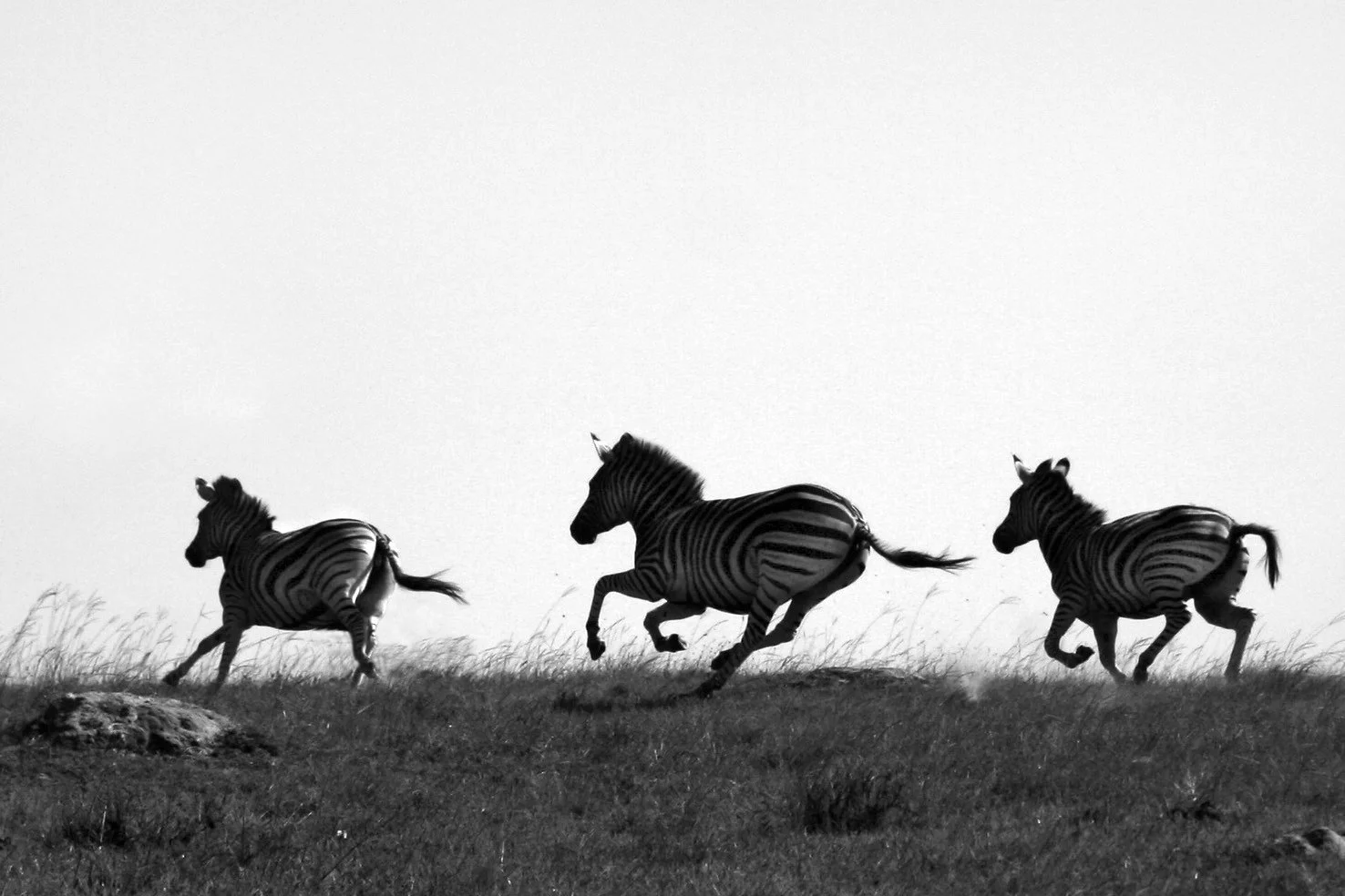 Three zebras running on grassland in black and white.