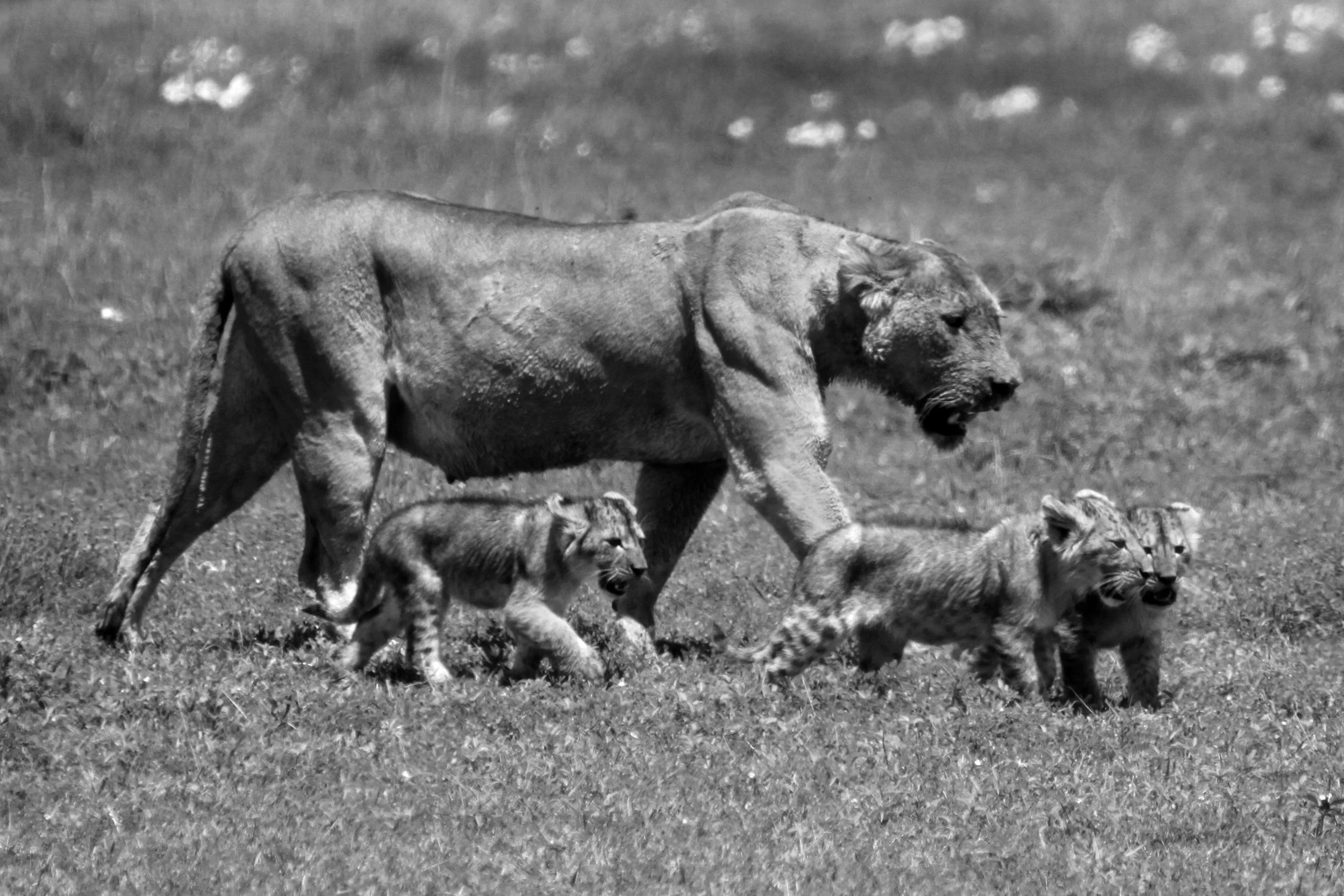 A lioness walking on grass with two lion cubs beside her in a natural environment.