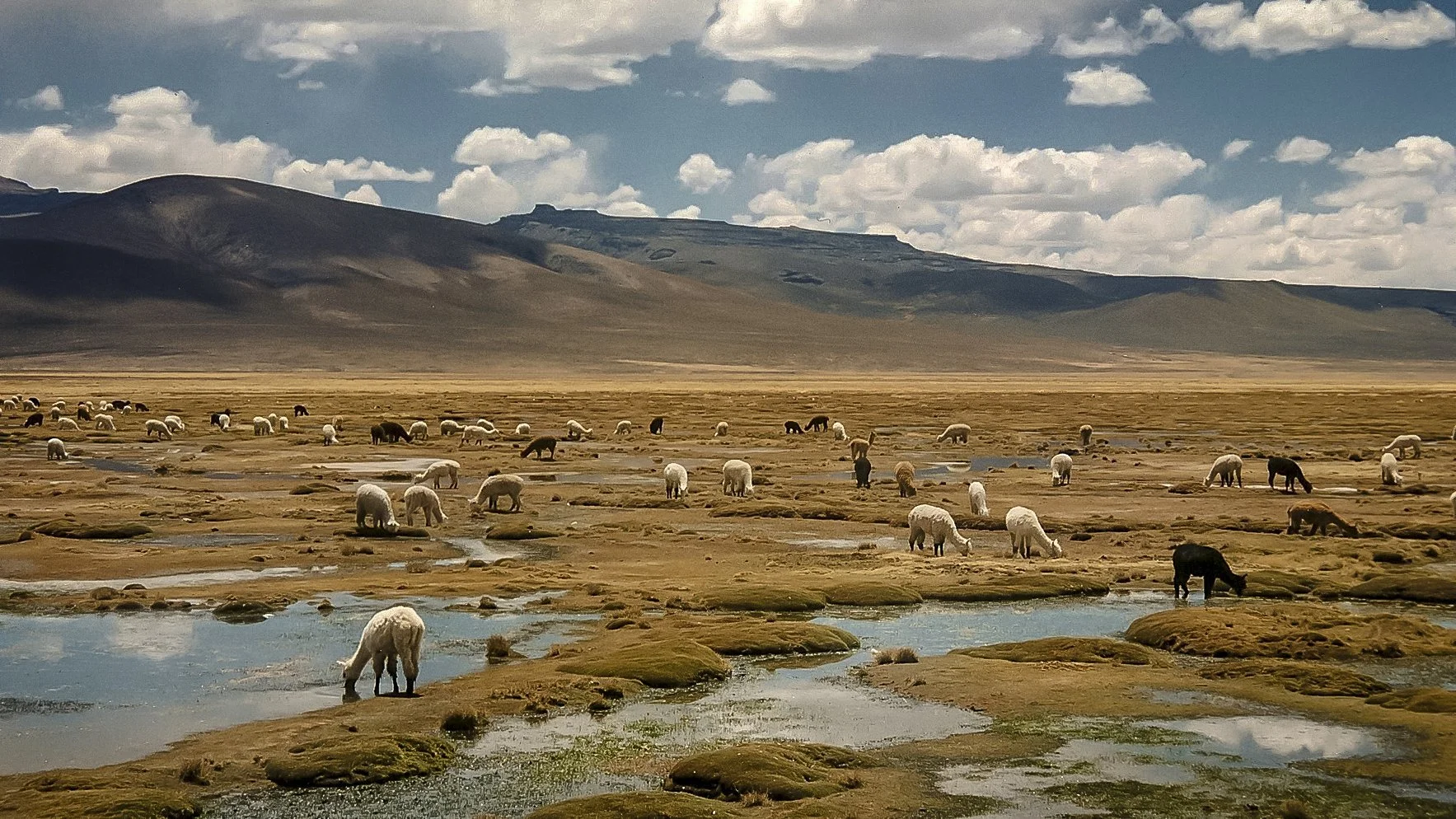 Alpacas grazing on the grassy terrain with small ponds, mountains in the background, under a partly cloudy sky.