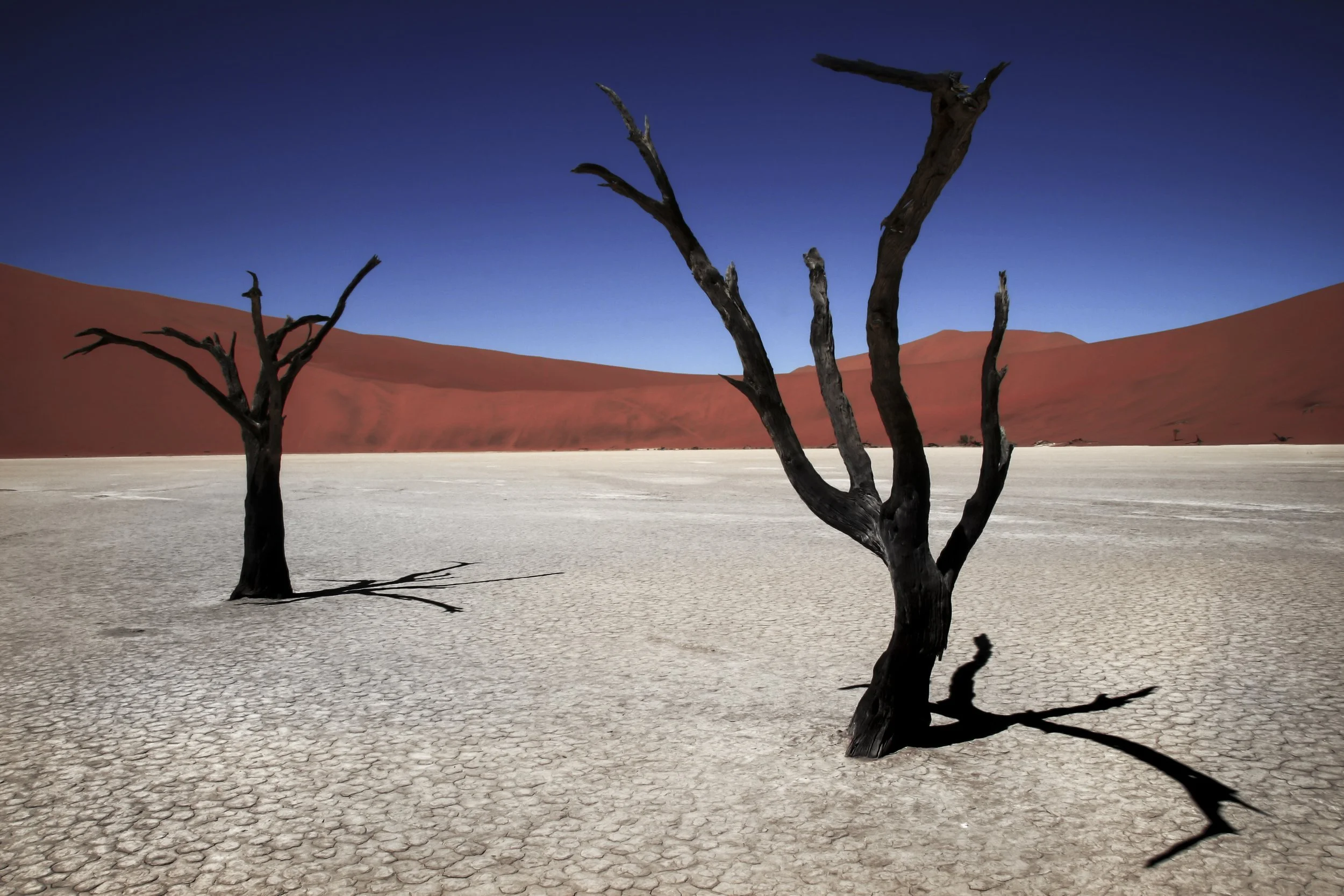 Two dead, leafless trees in a dry, cracked desert with red sand dunes in the background and a deep blue sky.
