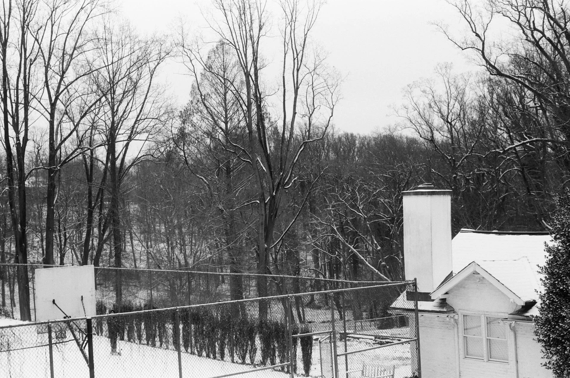 Snow-covered backyard with a chain-link fence, leafless trees, and a white house with a chimney, under an overcast sky.